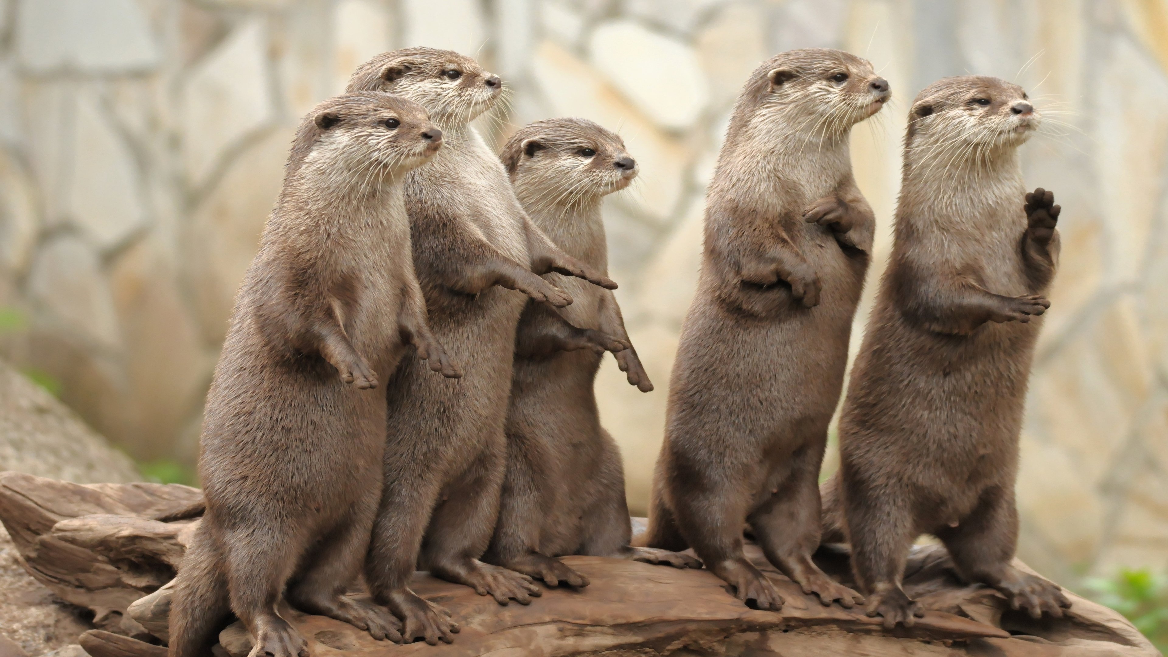 Otters Windows 10 theme, Free wallpaper themes, Desktop customization, Wildlife admiration, 3840x2160 4K Desktop