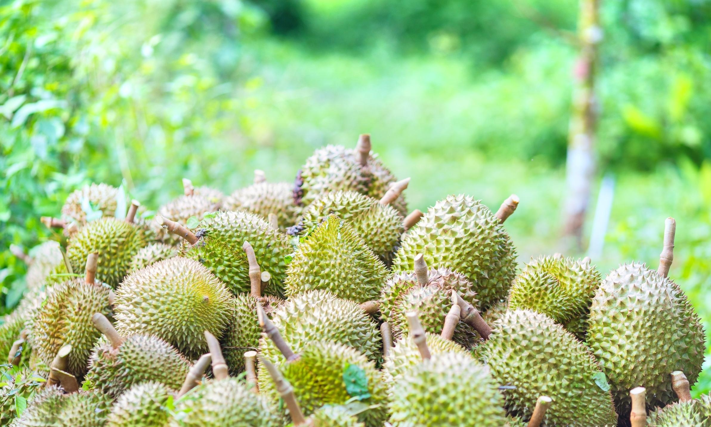 Bao Sheng durian farm attraction, Reviews and tickets, Discounts and transportation, Opening hours, 2390x1440 HD Desktop