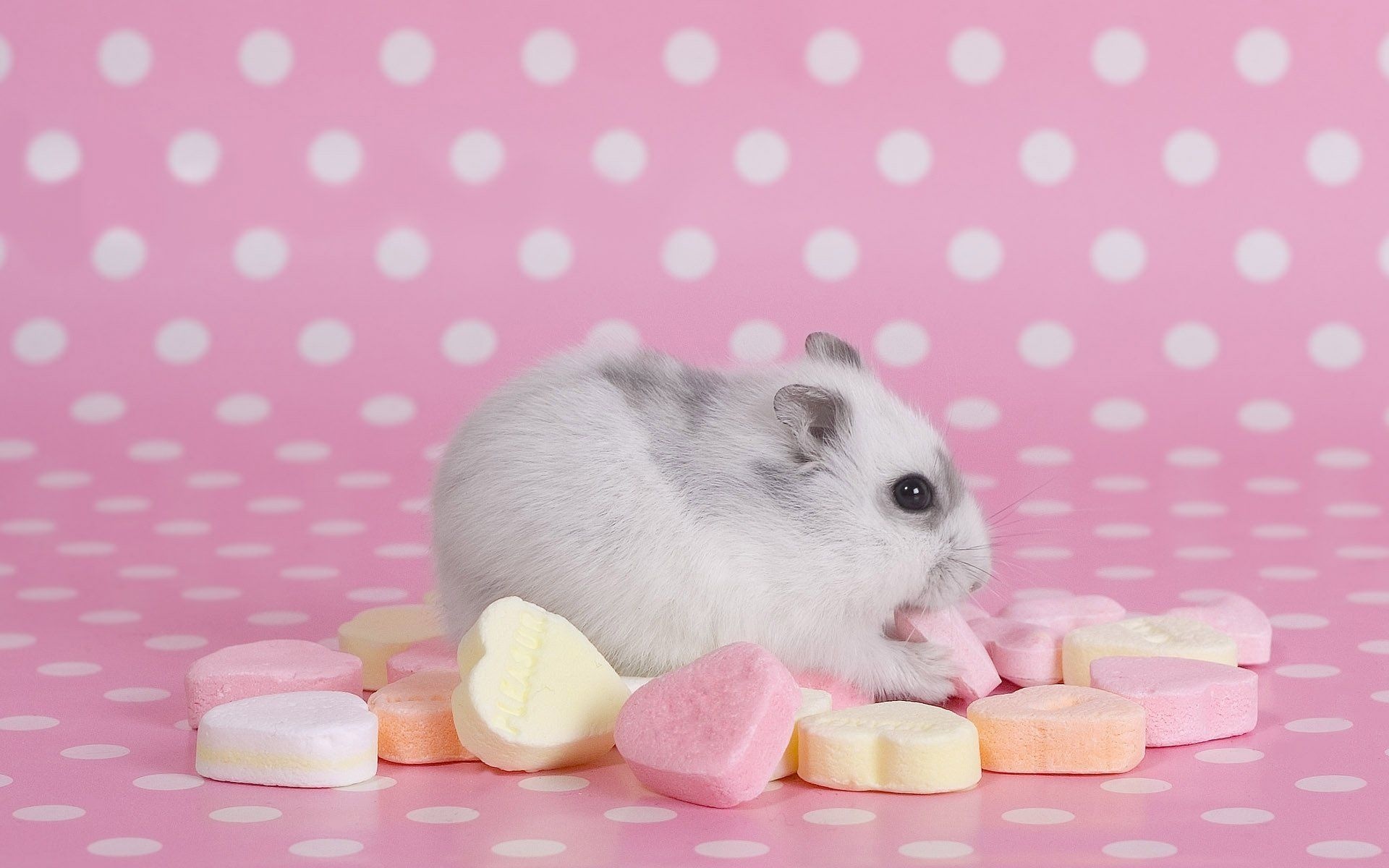 Cute hamster, Adorable pet, Christopher Peltier, Animal lover, 1920x1200 HD Desktop