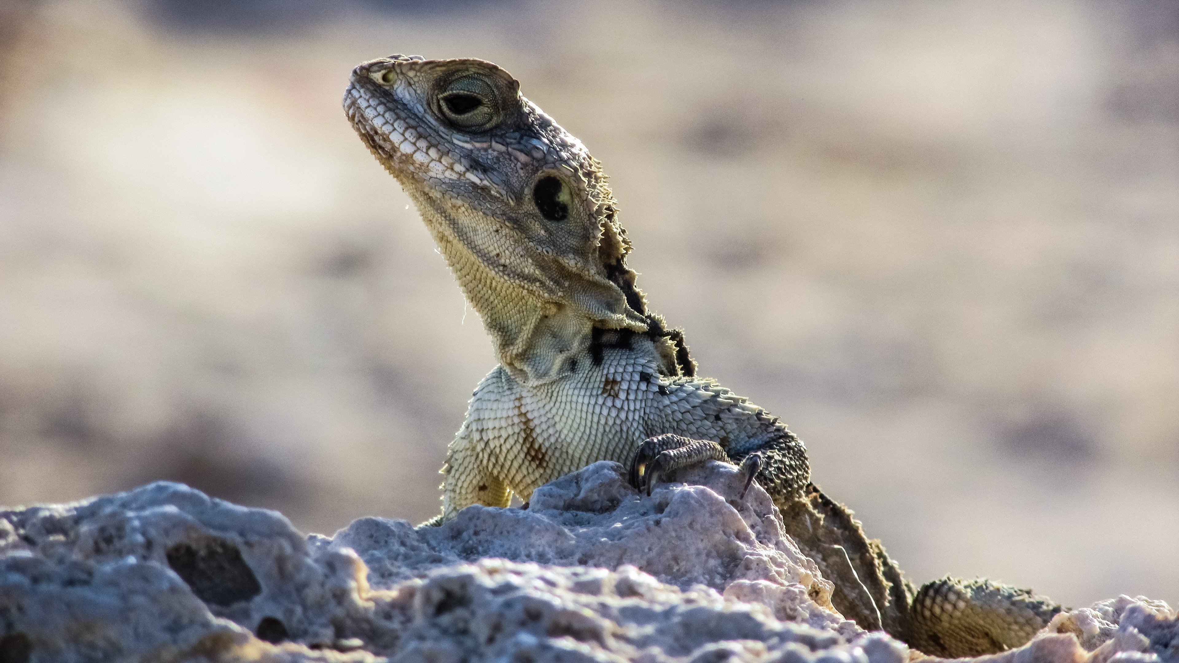 Lizard, Animal kingdom, Camouflage, Reptile species, 3840x2160 4K Desktop