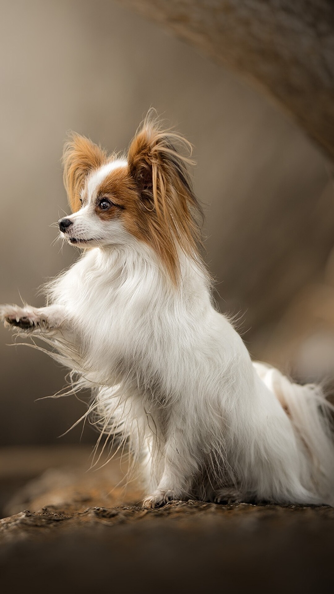 Papillon Dog, Papillon Spaniel, 1080x1920 Full HD Phone