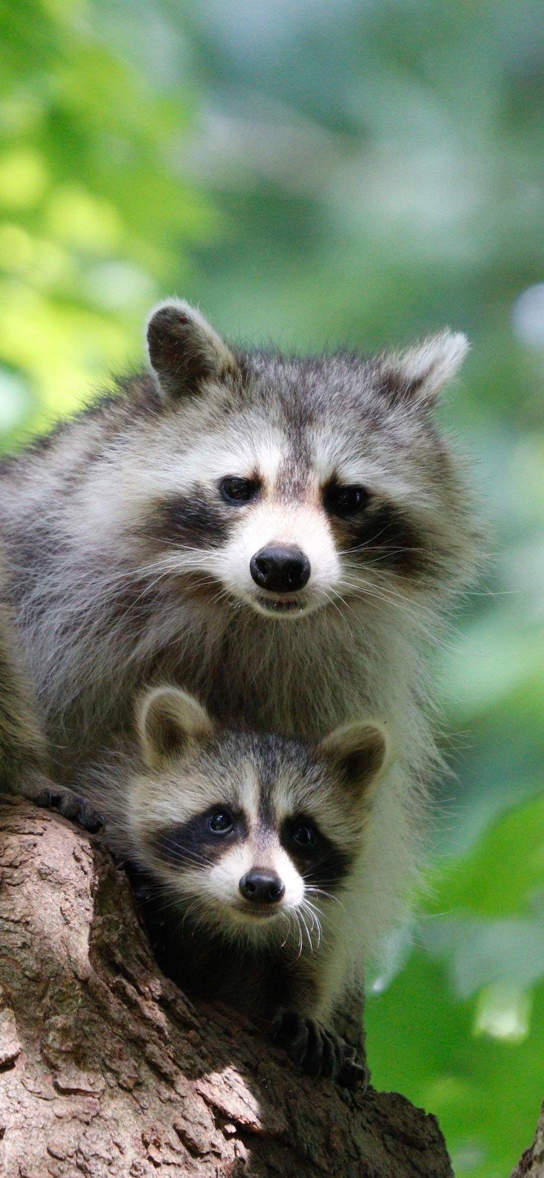 Adventurous raccoon, Nighttime explorer, Nocturnal charm, Stealthy creature, 1080x2340 HD Phone