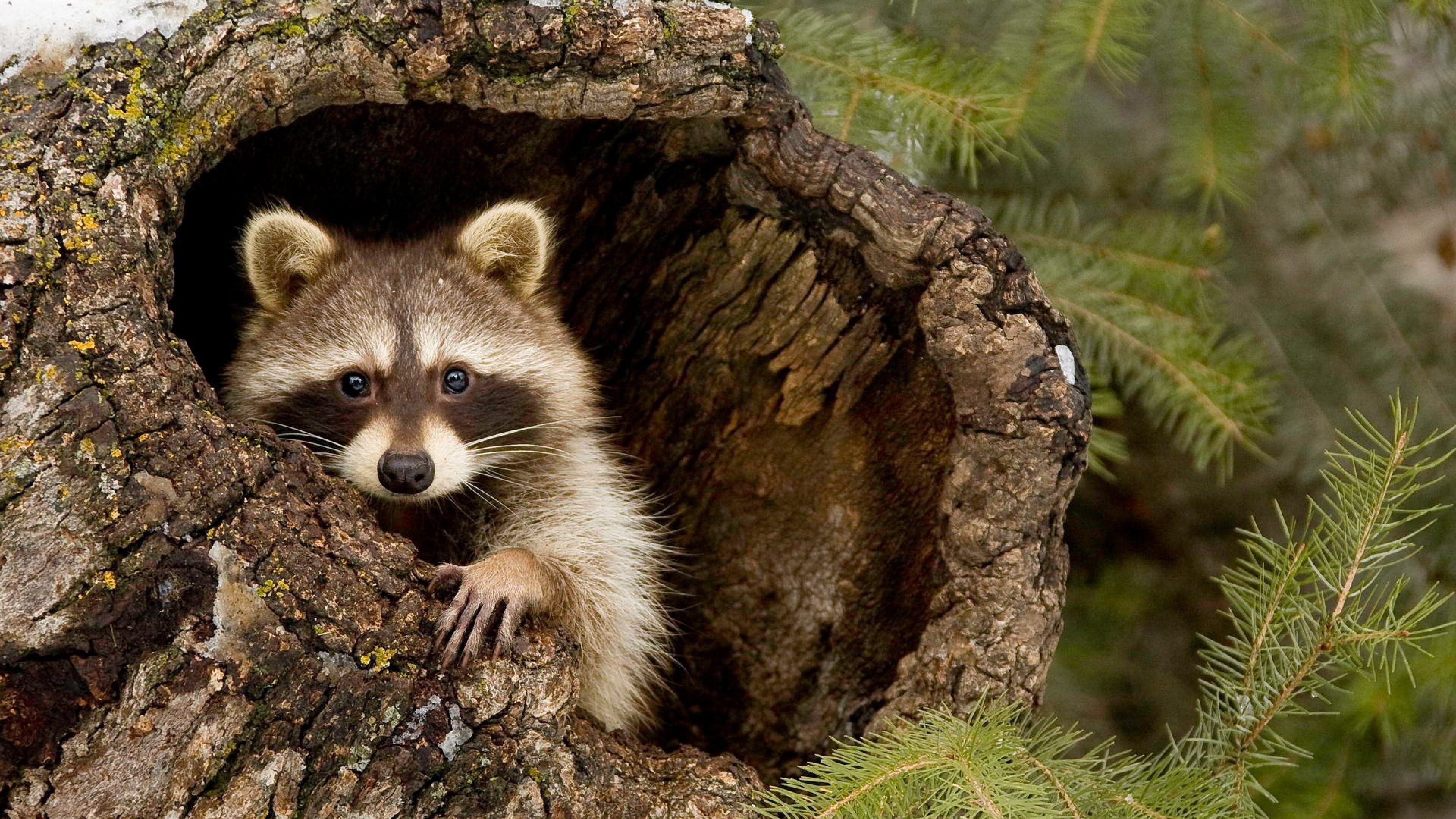 Rustic raccoon, Wallpaper beauty, High-resolution image, Desktop enhancement, 3840x2160 4K Desktop