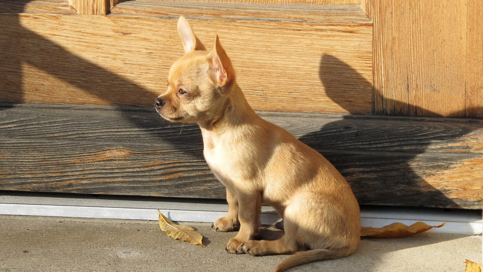 Full HD Chihuahua wallpapers, High-quality backgrounds, Stunning visuals, Adorable pet, 1920x1080 Full HD Desktop
