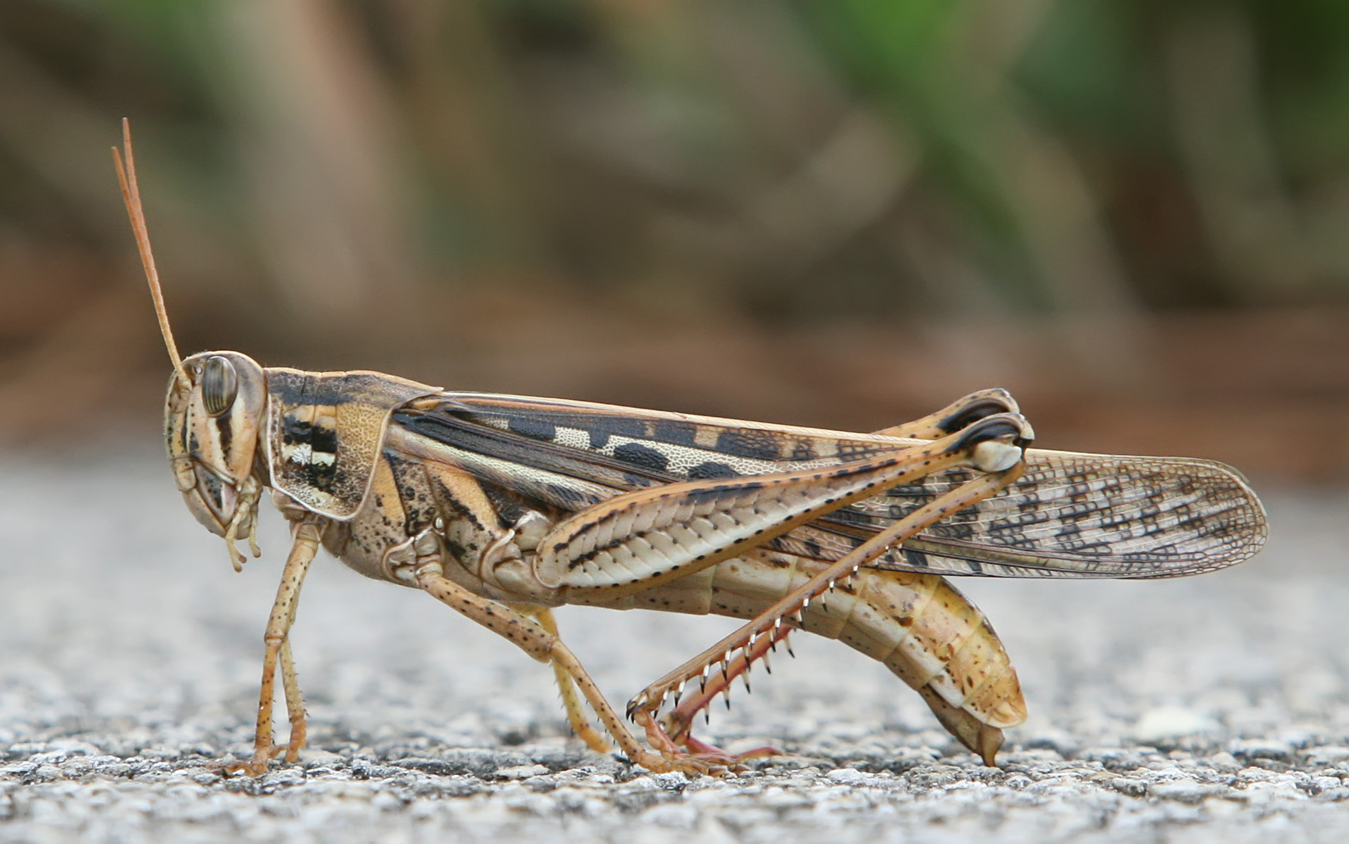 American bird grasshopper, Grasshoppers Wallpaper, 1960x1230 HD Desktop