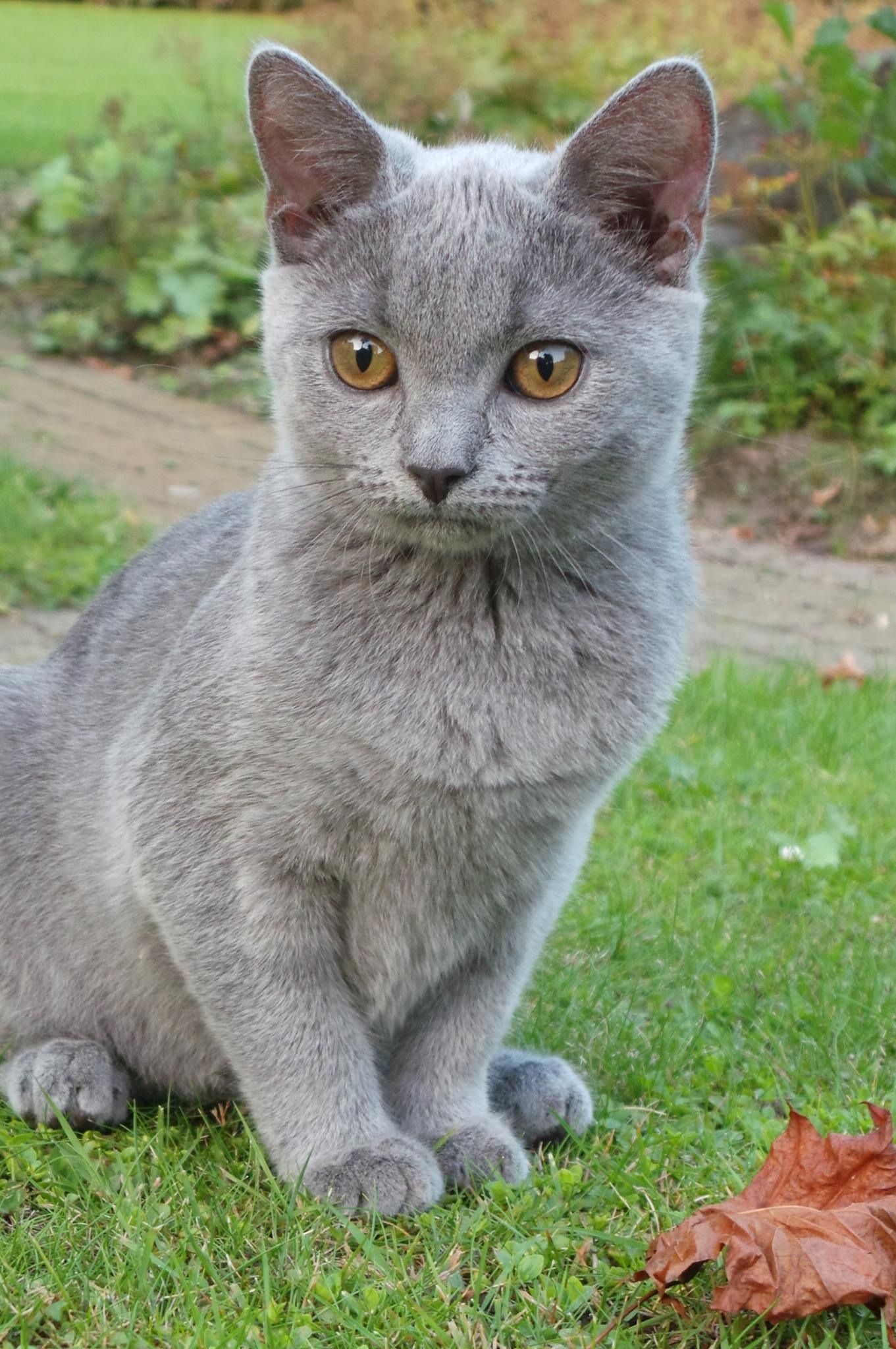 Chartreux Cat, Mesmerizing eyes, Fluffy coat, Resembles Russian Blue, 1370x2050 HD Phone