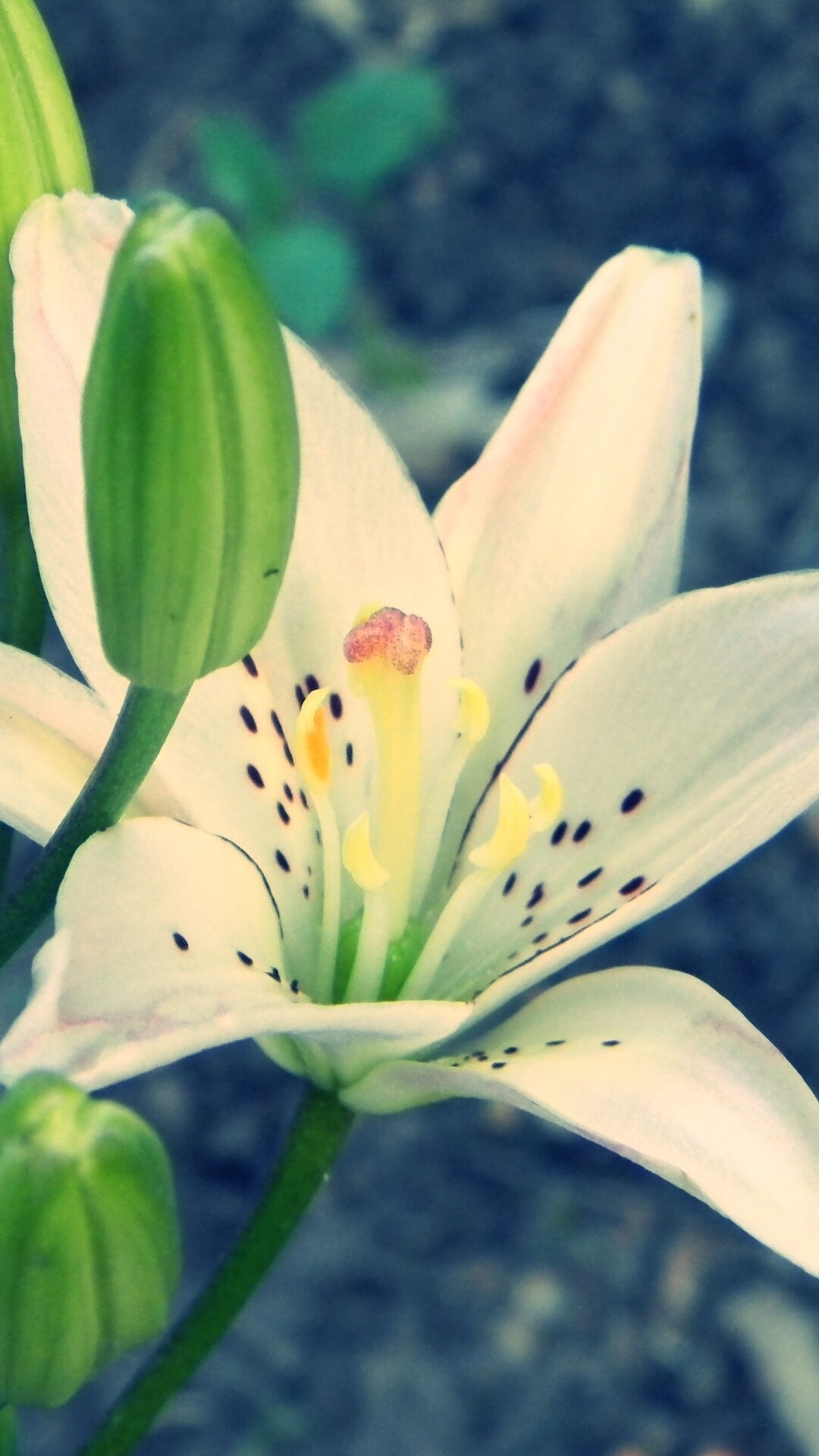 Earth lily, Natural formations, Earthy colors, Nature, 1080x1920 Full HD Phone