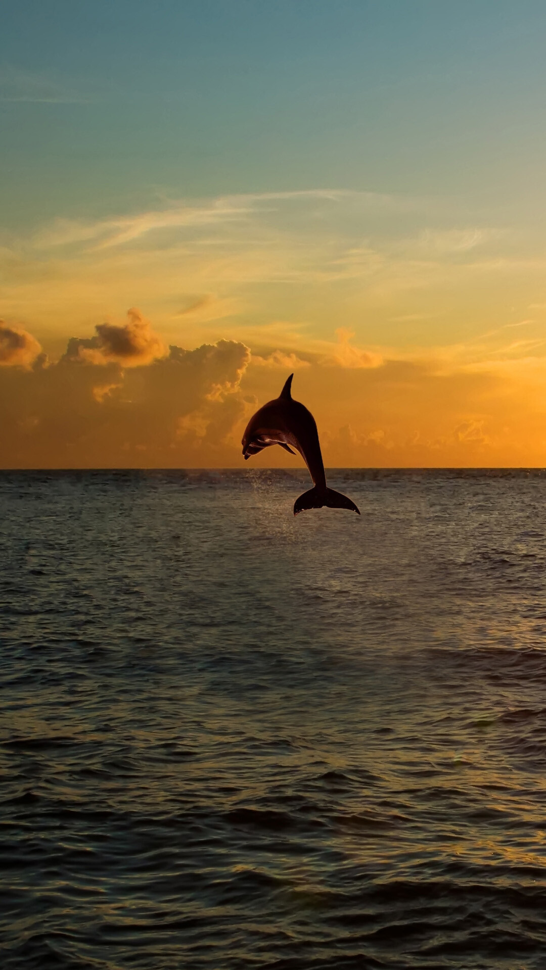 Dolphin jumping out of the sea, Florida's majestic wildlife, Dynamic Android wallpaper, HD screensaver, 1080x1920 Full HD Phone