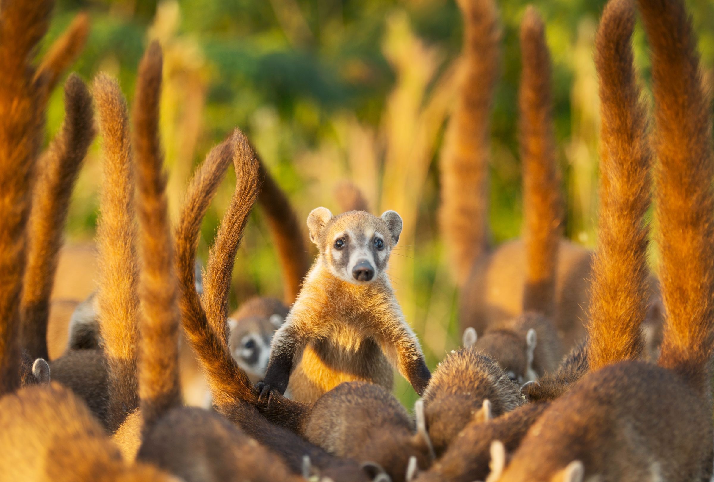 Coati, Animal background, Nature, 2400x1620 HD Desktop
