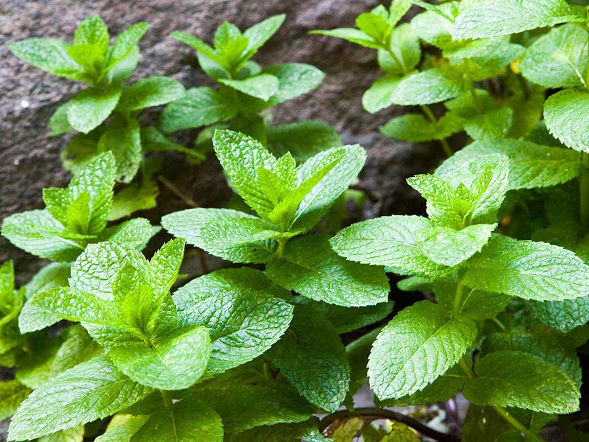 Herb wallpapers, Culinary herbs, Medicinal plants, Herbal remedies, 1920x1440 HD Desktop