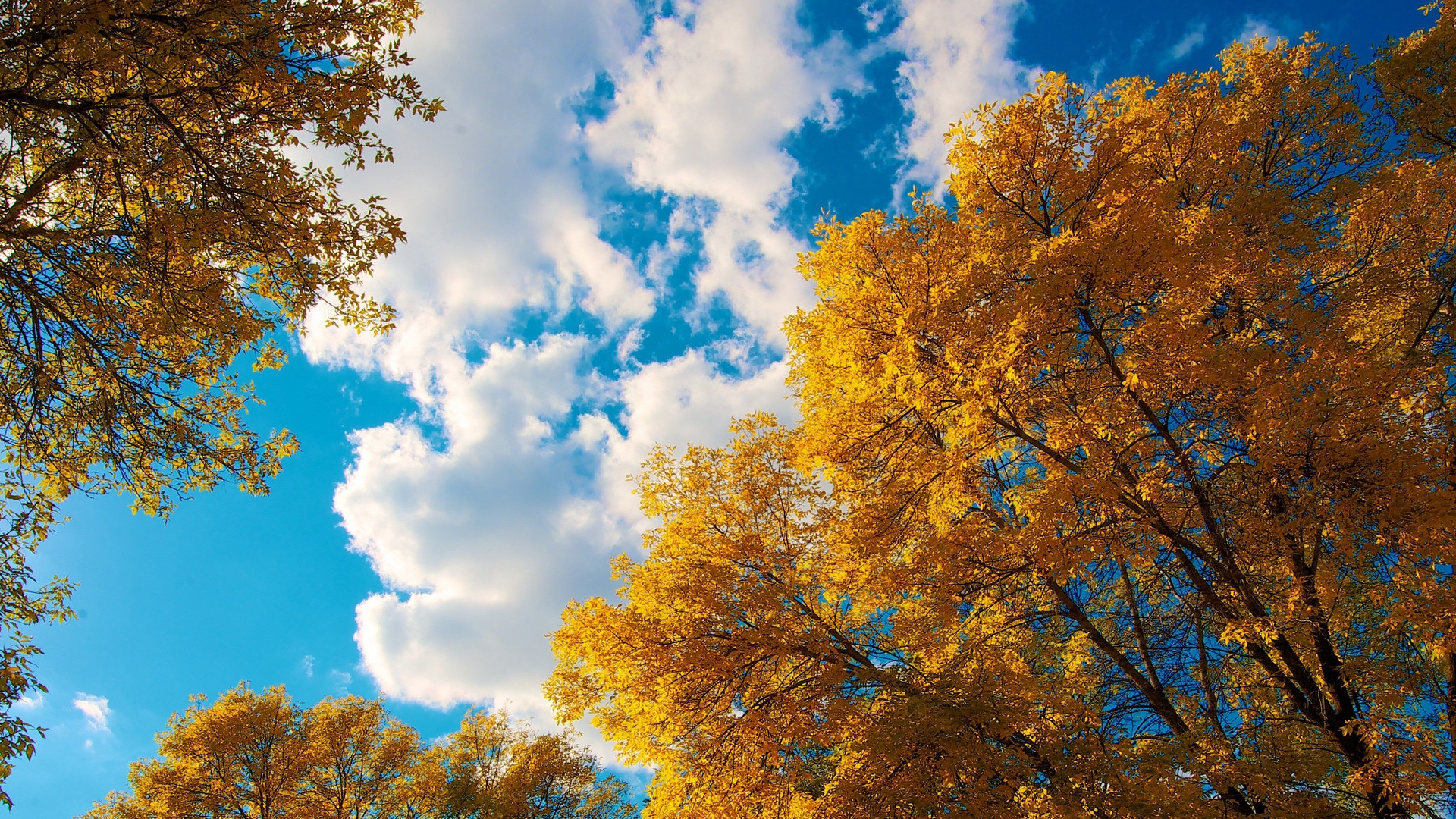 Cottonwood trees, Lovetoknow article, Interesting facts, Nature's giants, 3840x2160 4K Desktop