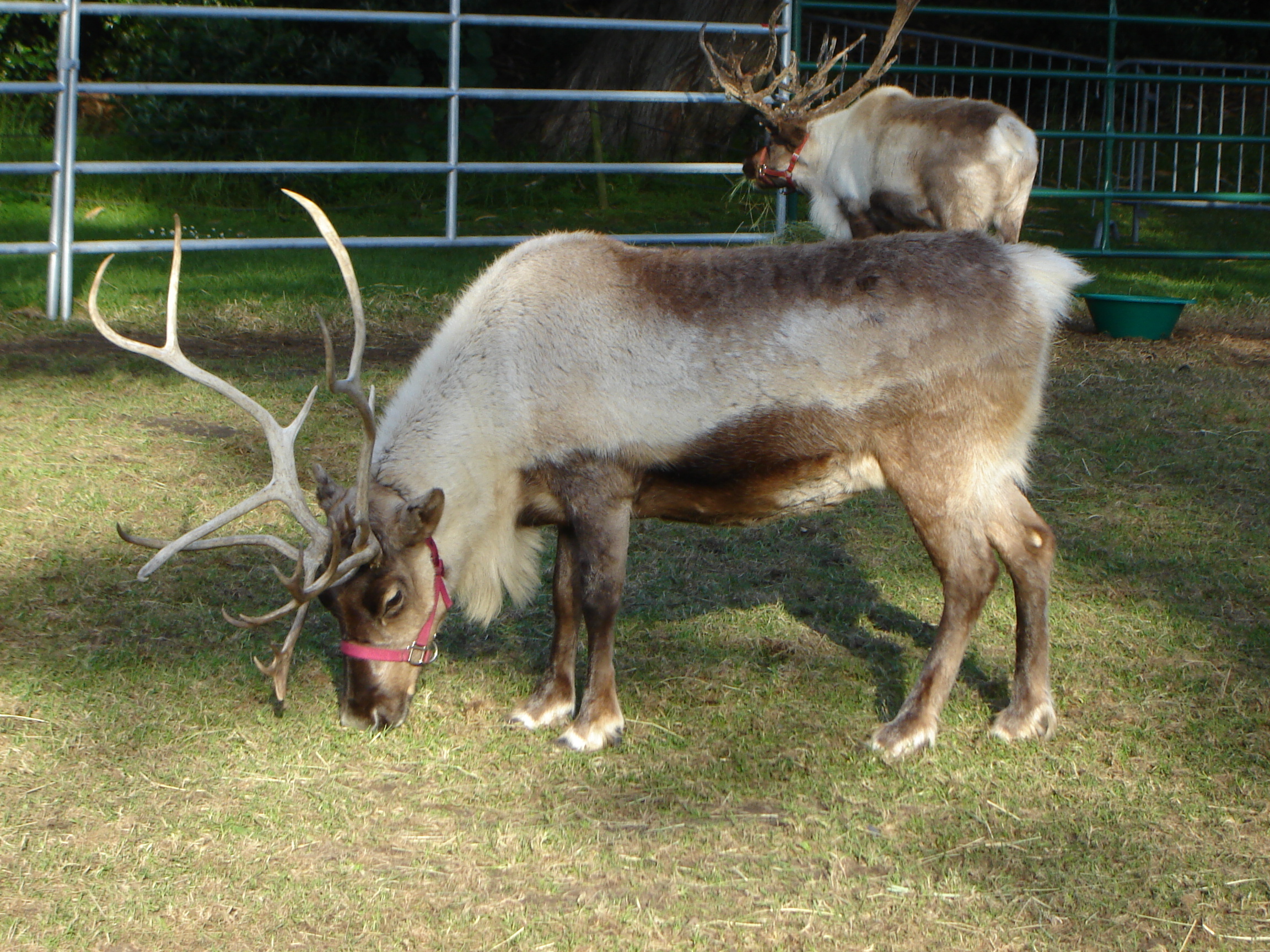 Caribou, Backyard zoologist, Nature's wonders, Wildlife observation, 2310x1730 HD Desktop