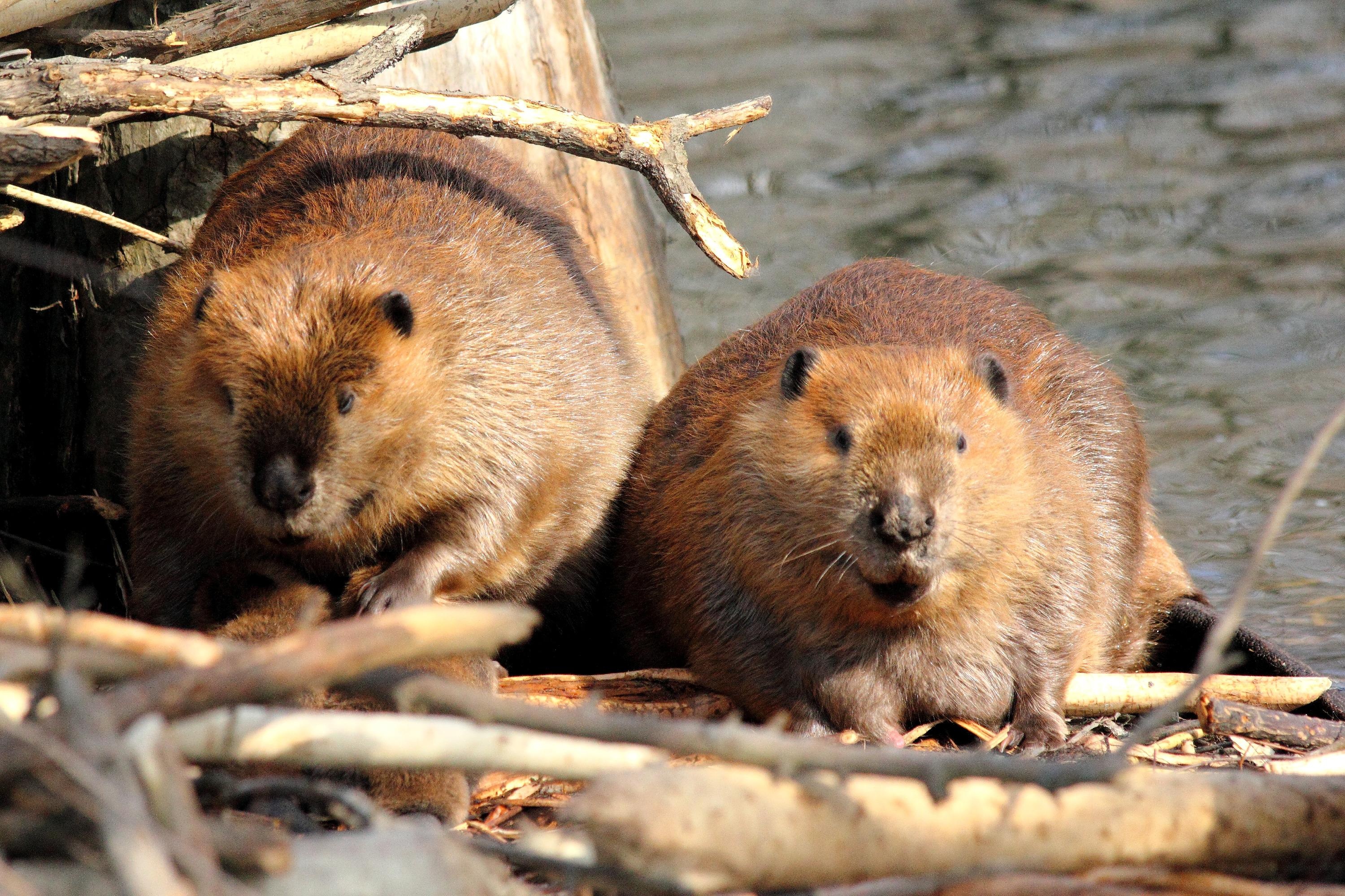 Government agency, Saving salmon, Conservation effort, Beaver protection, 3000x2000 HD Desktop