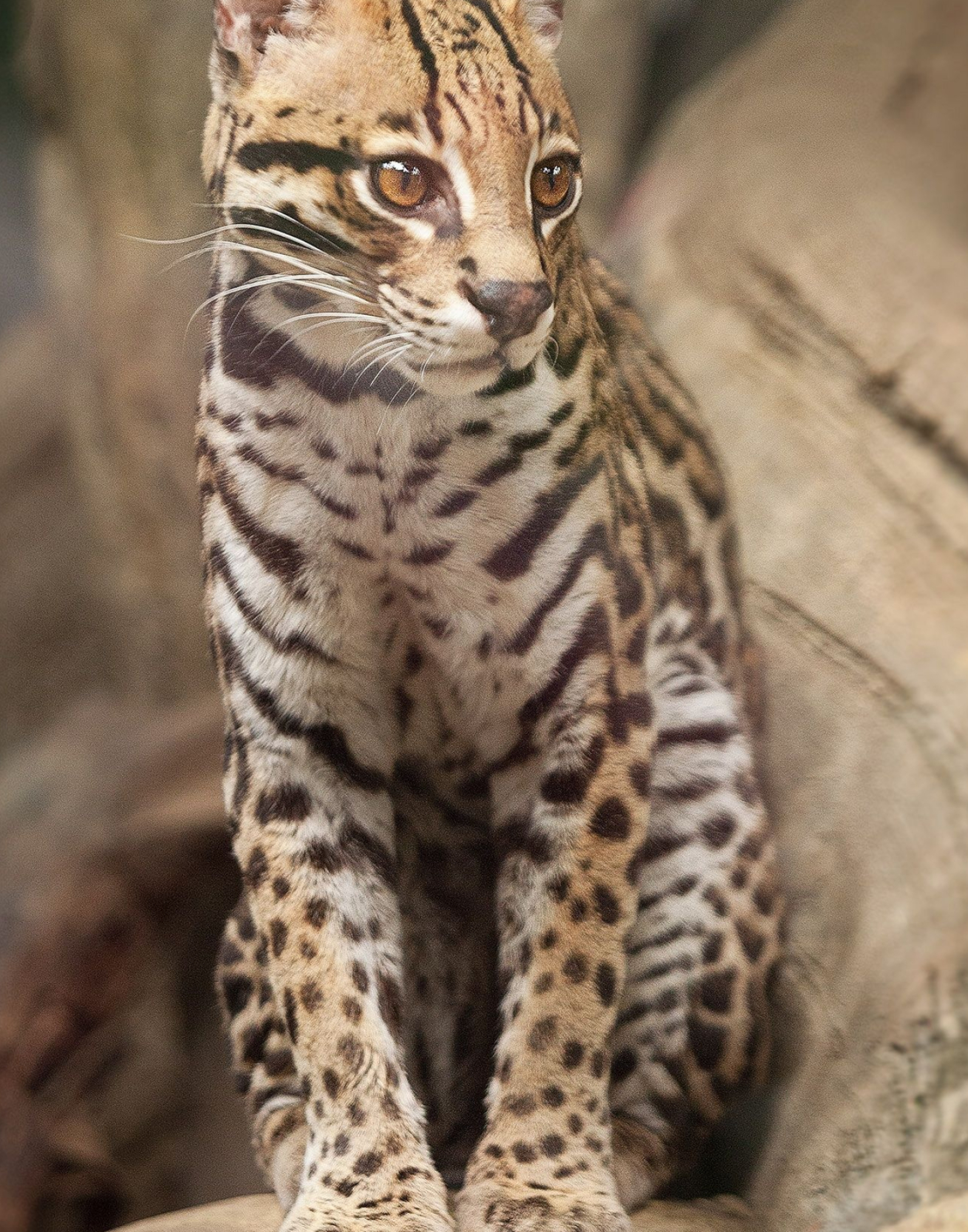 Ocelot ideas, Majestic wildcat, Big cat beauty, Nature's wonders, 1600x2030 HD Phone