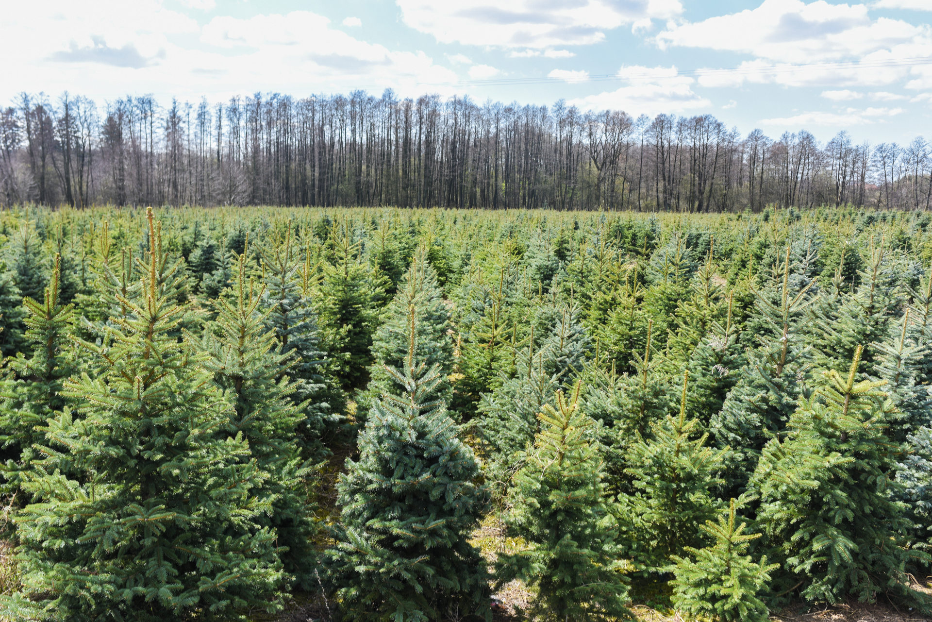Silver spruce plantation, Evergreen trees, Vibrant foliage, Tree farm, 1920x1290 HD Desktop