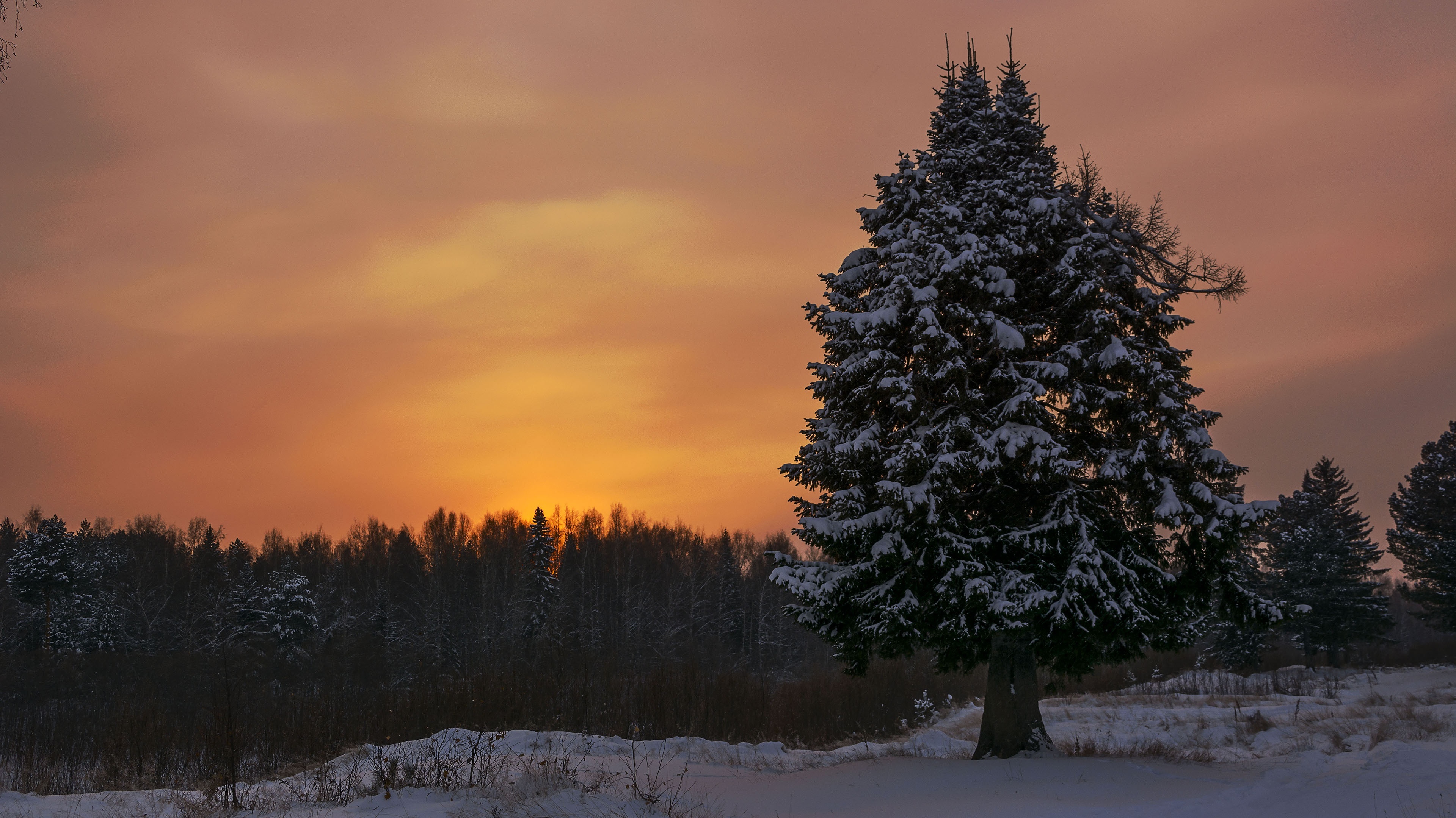 4K spruce wallpapers, High resolution images, Nature backgrounds, Stunning visuals, 3840x2160 4K Desktop