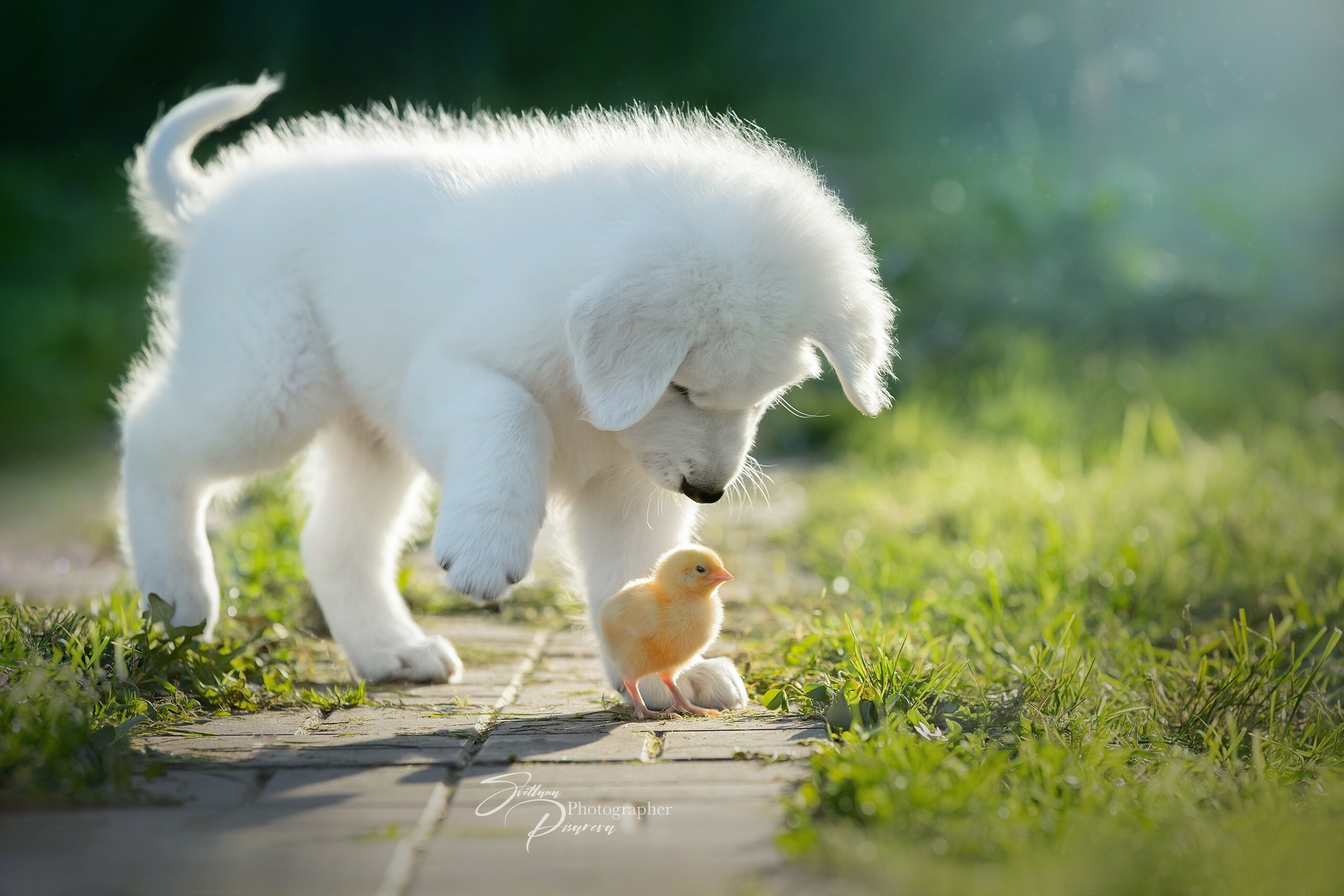Cute puppy wallpaper, Sun-filled happiness, Irresistible cuteness, Pets, 2560x1710 HD Desktop