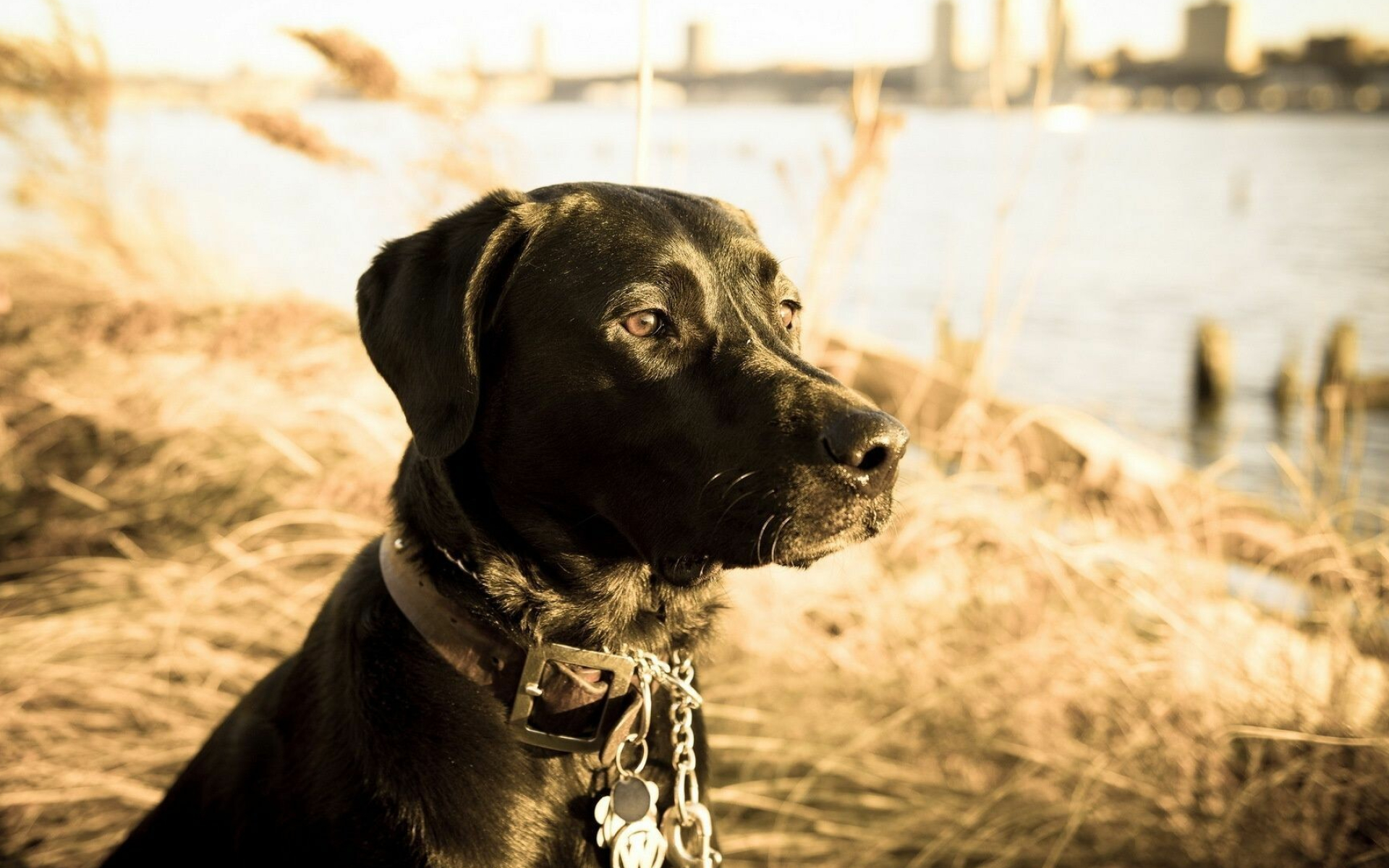 Black Labrador Retriever, Elegant animal wallpaper, Serene look, 1920x1200 HD Desktop