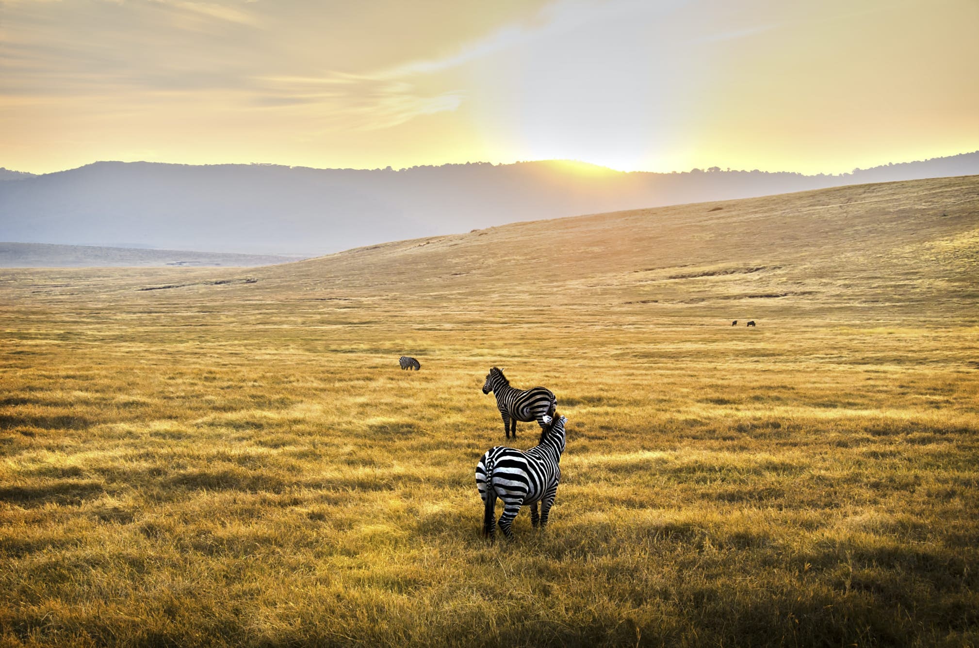 Serengeti National Park, Pristine wilderness, Iconic wildlife, Conservation efforts, 2020x1340 HD Desktop