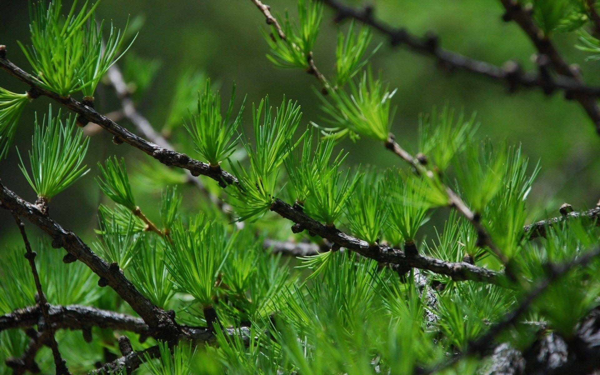 Twigs, Pine Trees Wallpaper, 1920x1200 HD Desktop