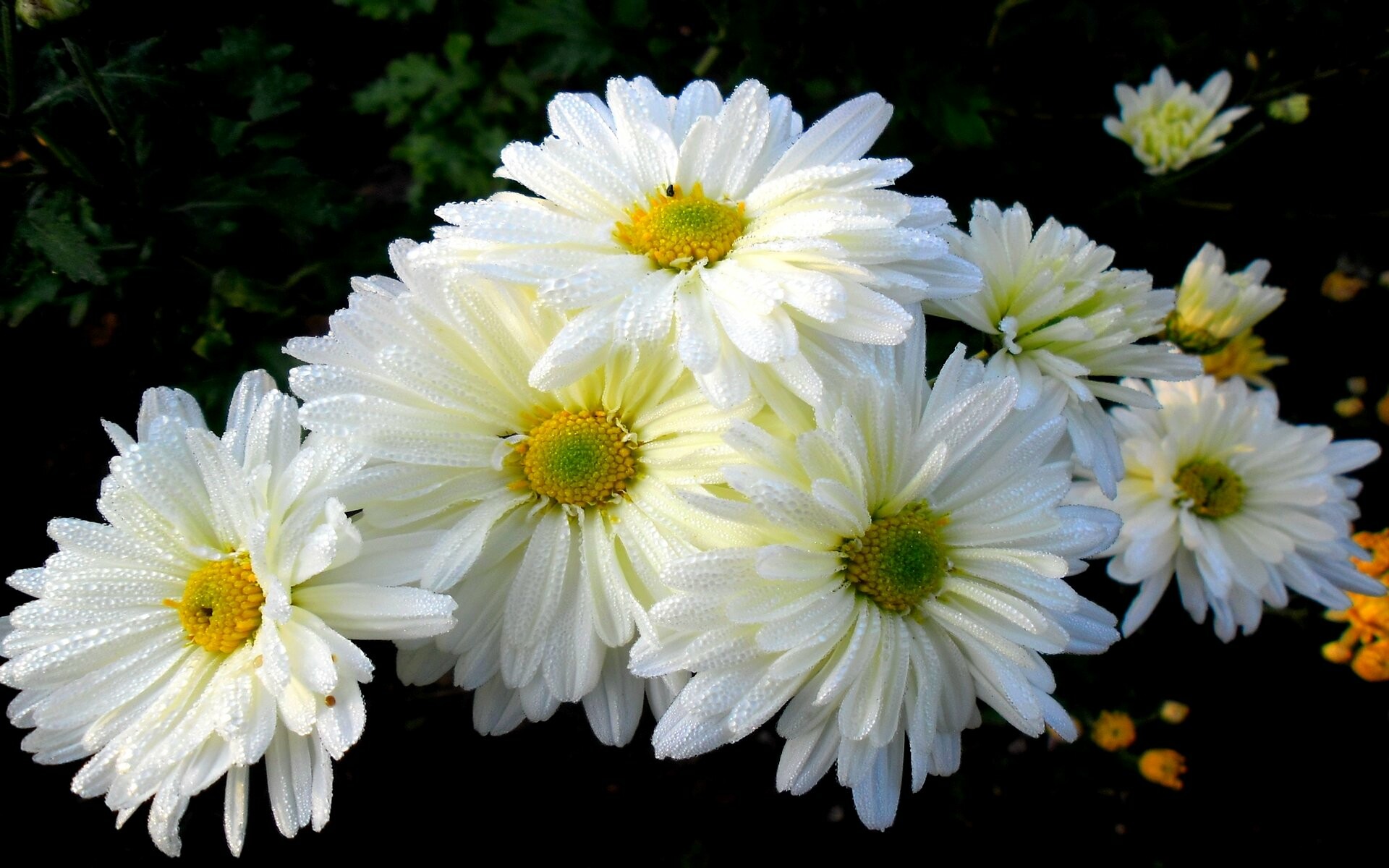 Chrysanthemum, Desktop wallpaper, Stunning background, Natural scenery, 1920x1200 HD Desktop