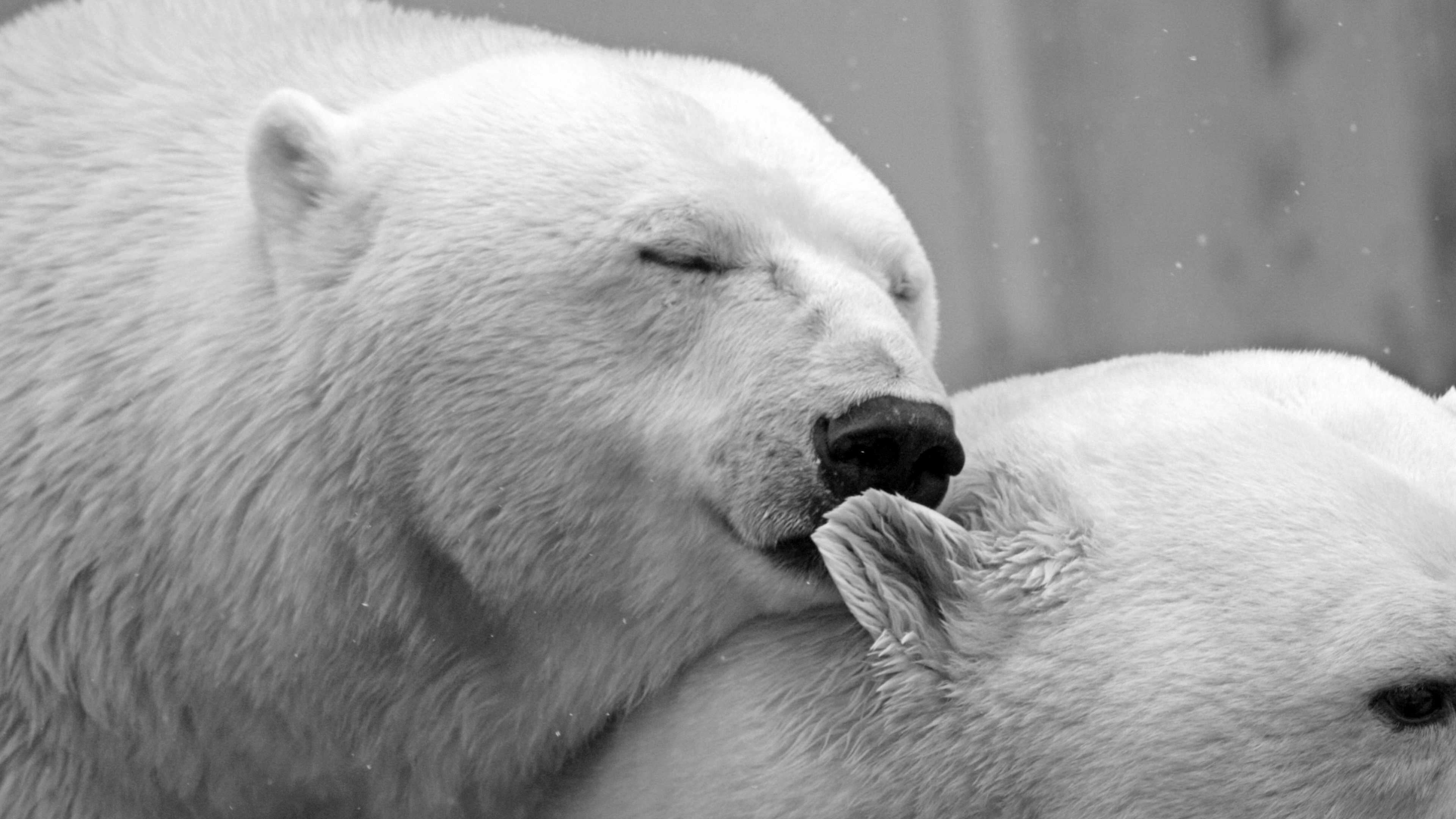 Couple, Bears Wallpaper, 3840x2160 4K Desktop
