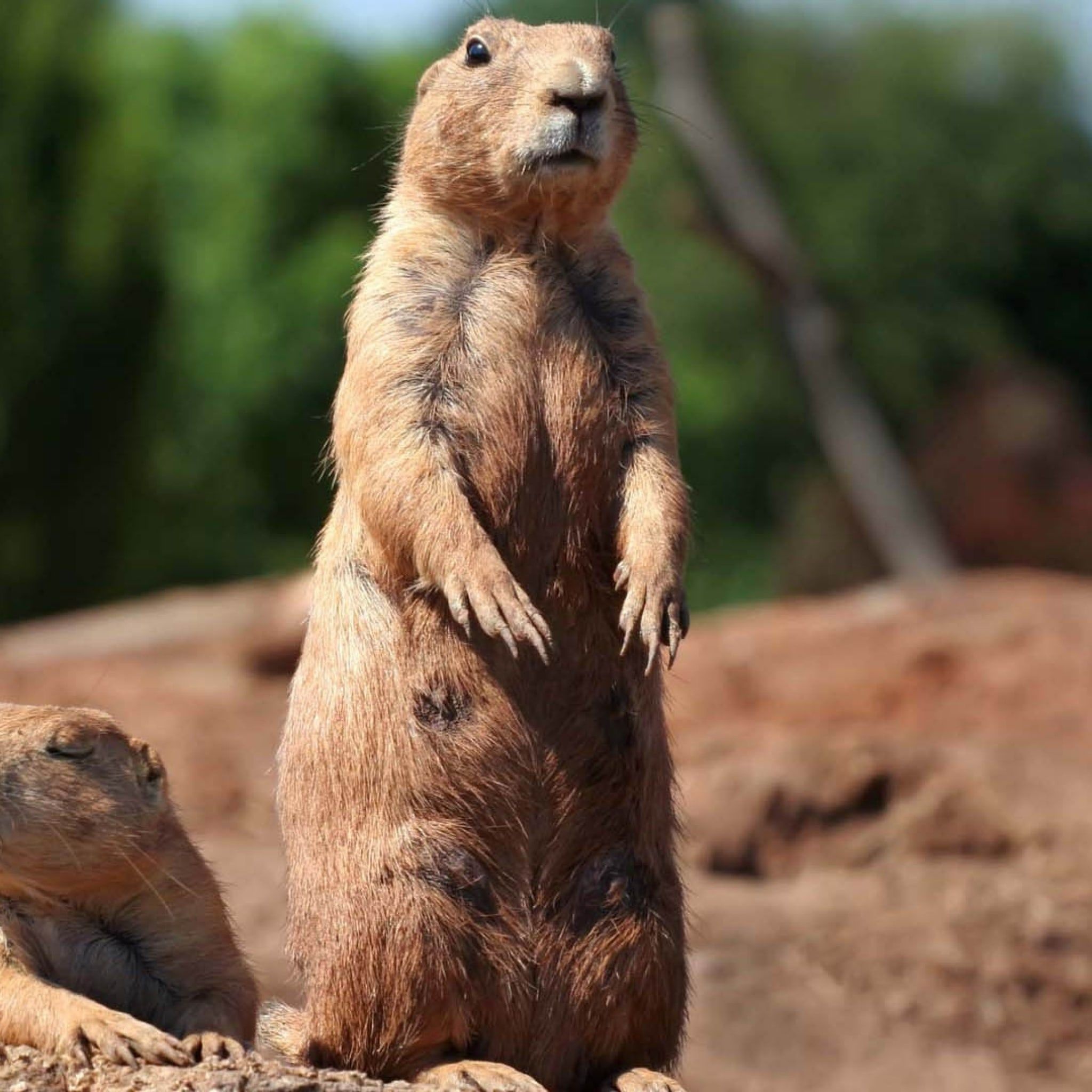Marmot wallpapers, Cute rodent, Alpine inhabitant, Nature's beauty, 2050x2050 HD Phone