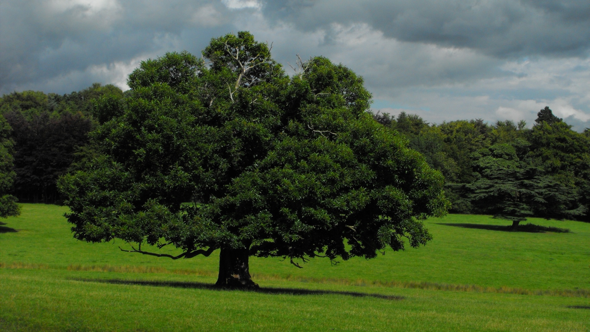 HD oak tree wallpapers, Vibrant visuals, Nature's wonders, Captivating backgrounds, 1920x1080 Full HD Desktop