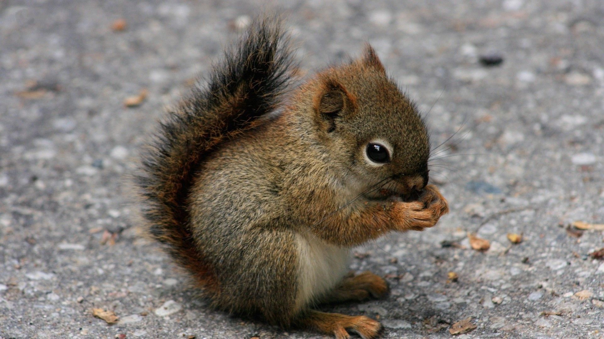 Squirrel, Baby Animal Wallpaper, 1920x1080 Full HD Desktop