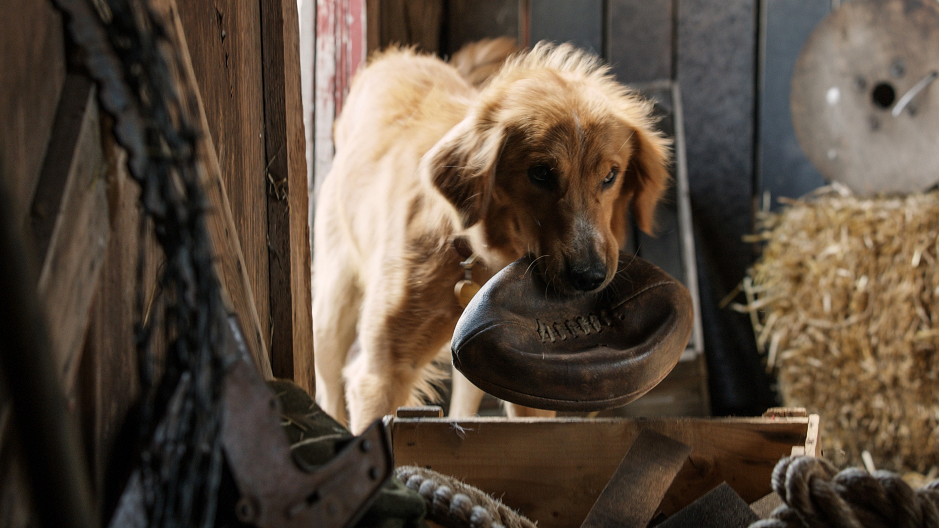 A Dog's Purpose, Best movies, Dog companions, Heartwarming moments, 3840x2160 4K Desktop