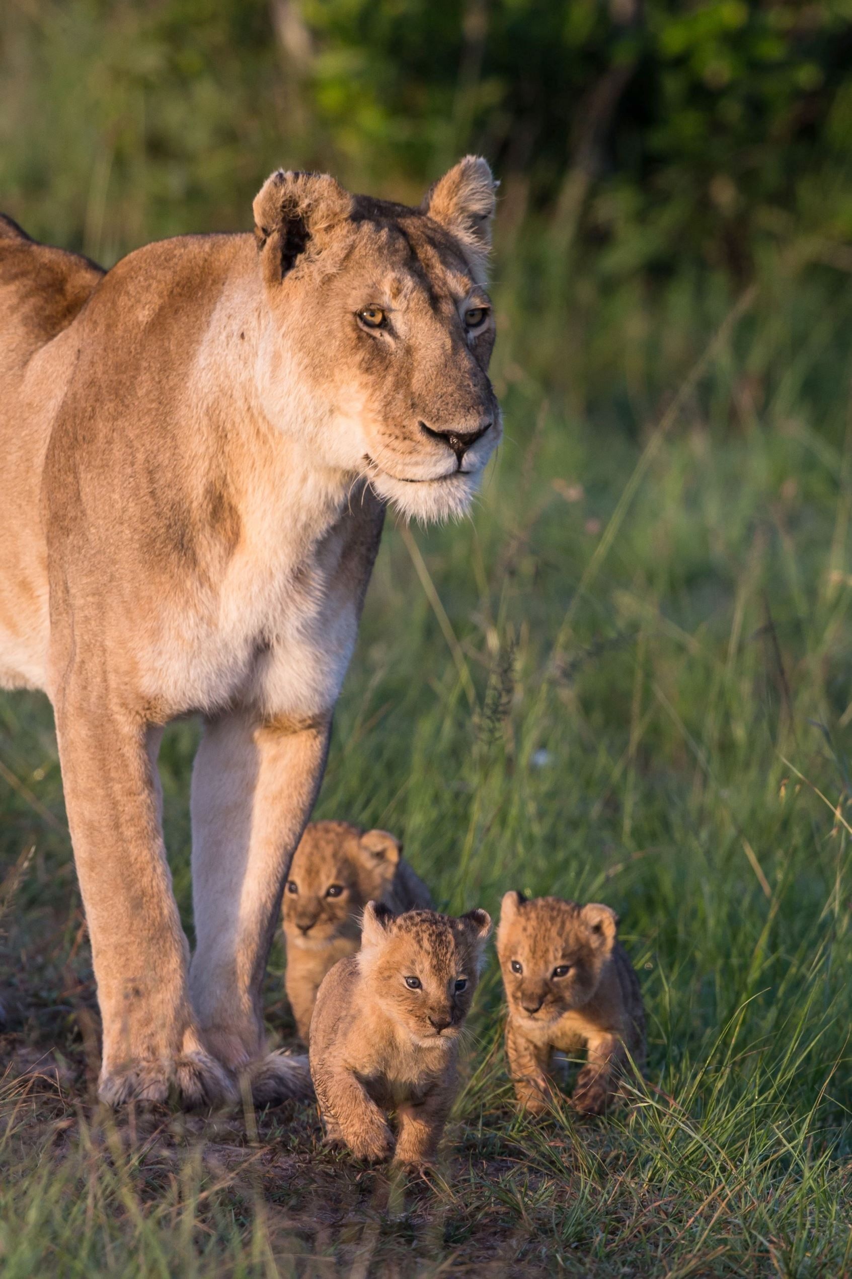 West African lions, Wild Animals Wallpaper, 1700x2540 HD Phone