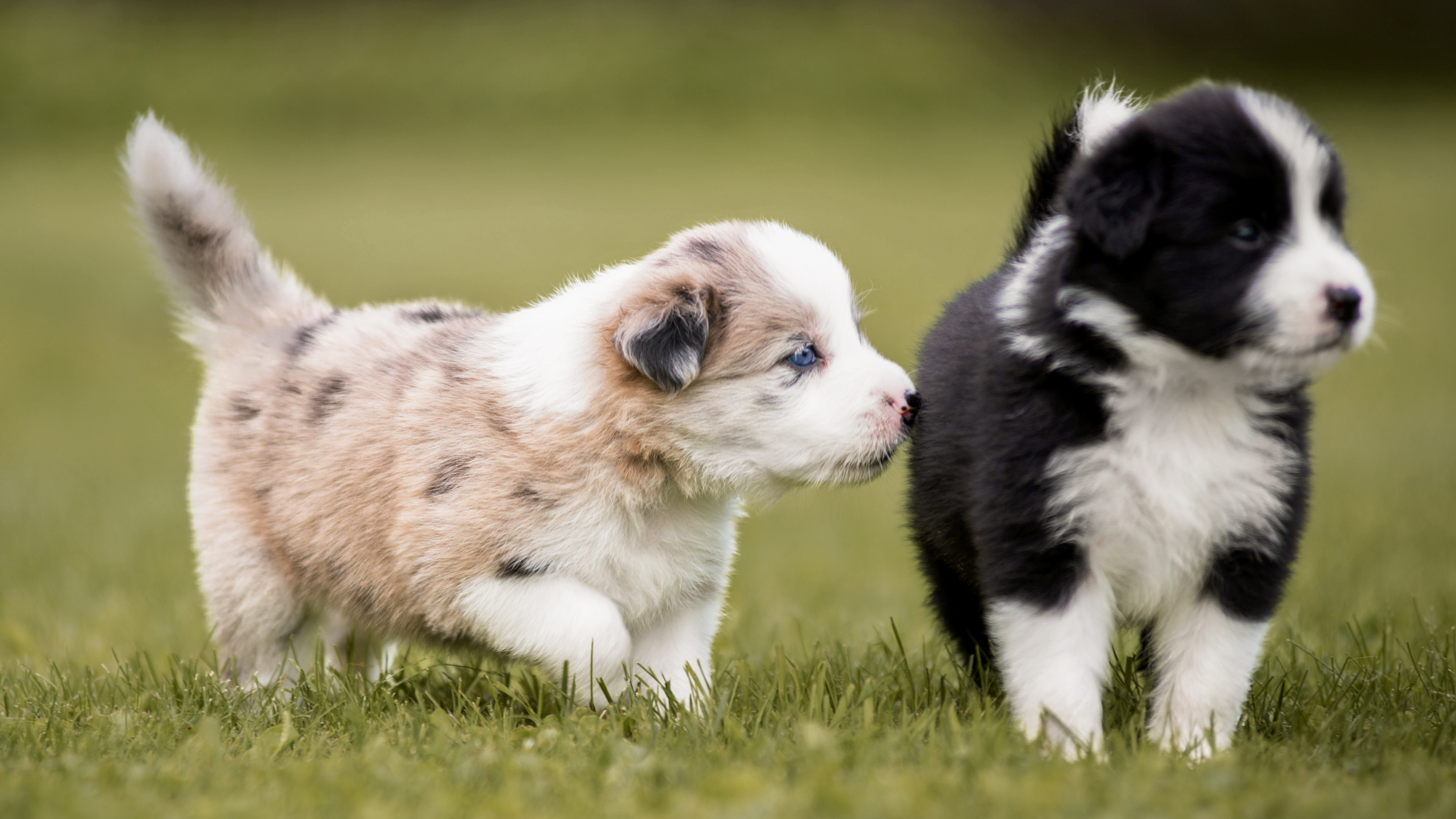 Siblings, Border Collie Wallpaper, 3840x2160 4K Desktop