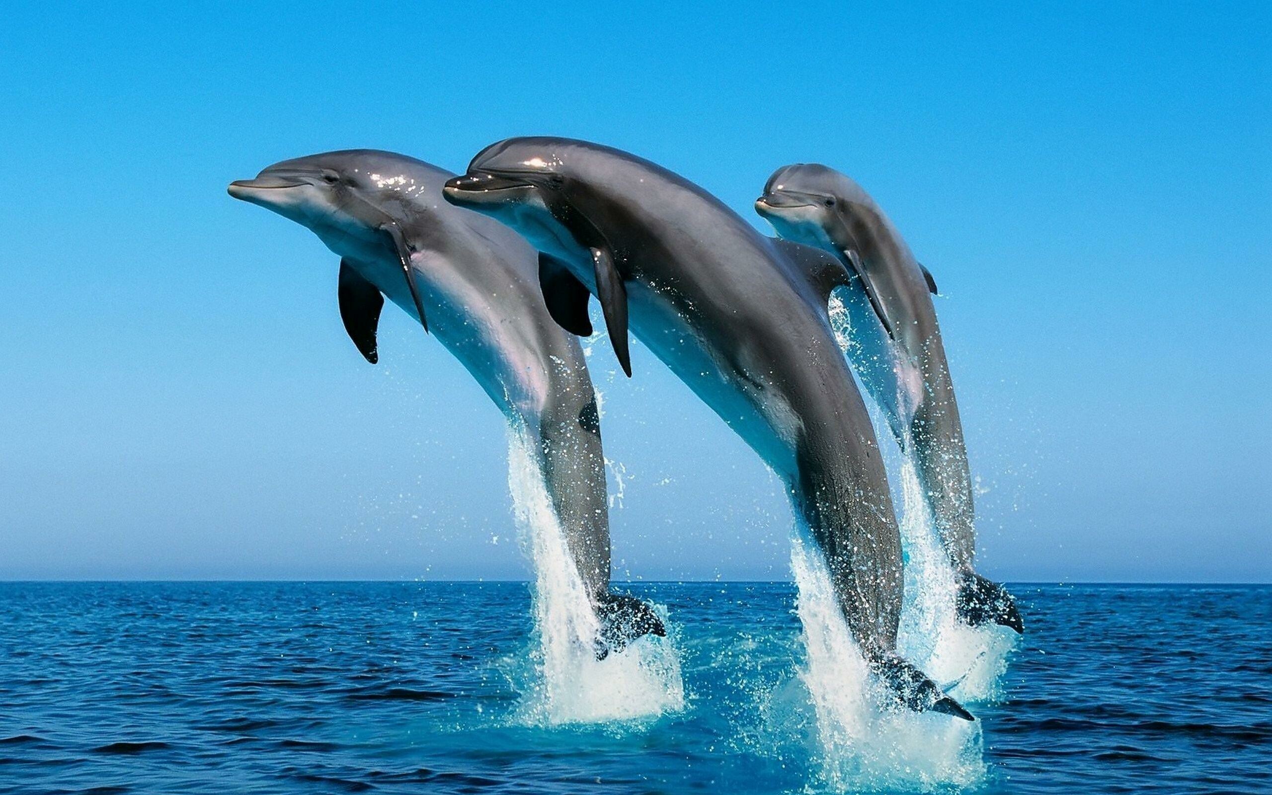 Dolphins
