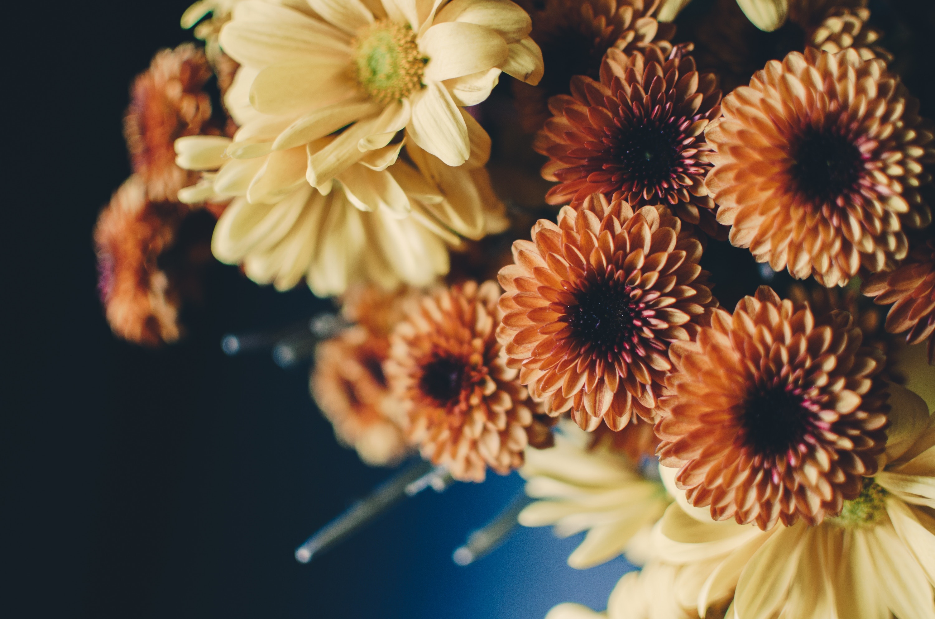 Orange chrysanthemum blooms, Yellow daisy petals, Autumn floral arrangement, HD Desktop wallpaper