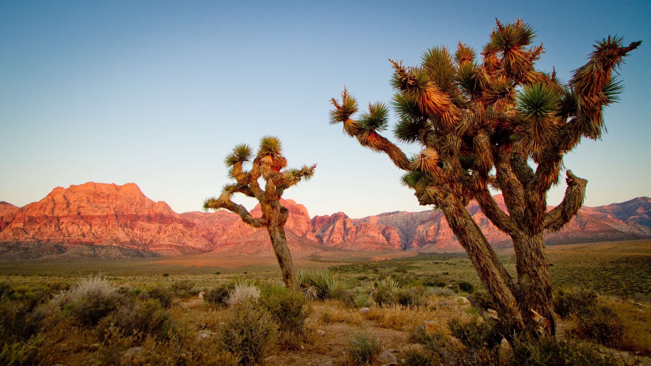 Joshua Tree National Park, Desktop wallpapers, HD backgrounds, Serene beauty, 2560x1440 HD Desktop