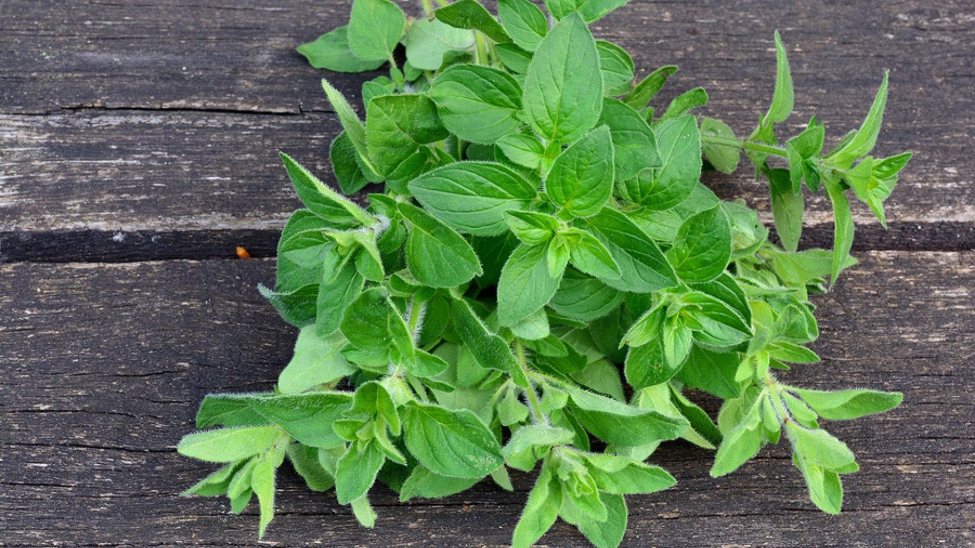 Oregano during pregnancy, Healthy and tasty, Nutritional value, Culinary delight, 1920x1080 Full HD Desktop