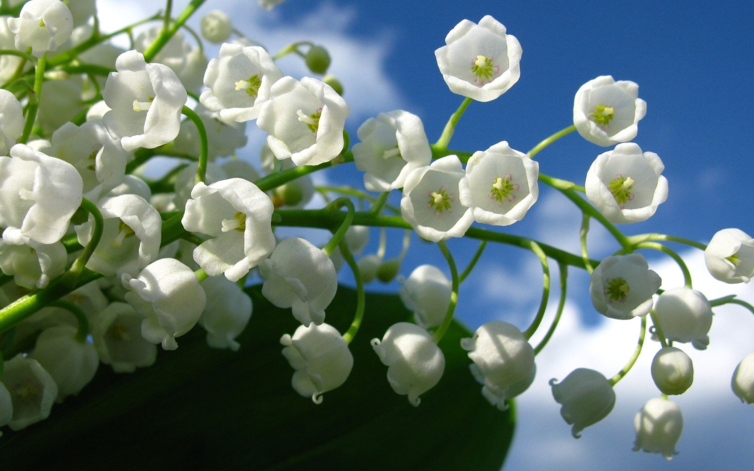 Lily of the Valley, Flower wallpaper, Delicate bloom, Nature's charm, 2560x1600 HD Desktop