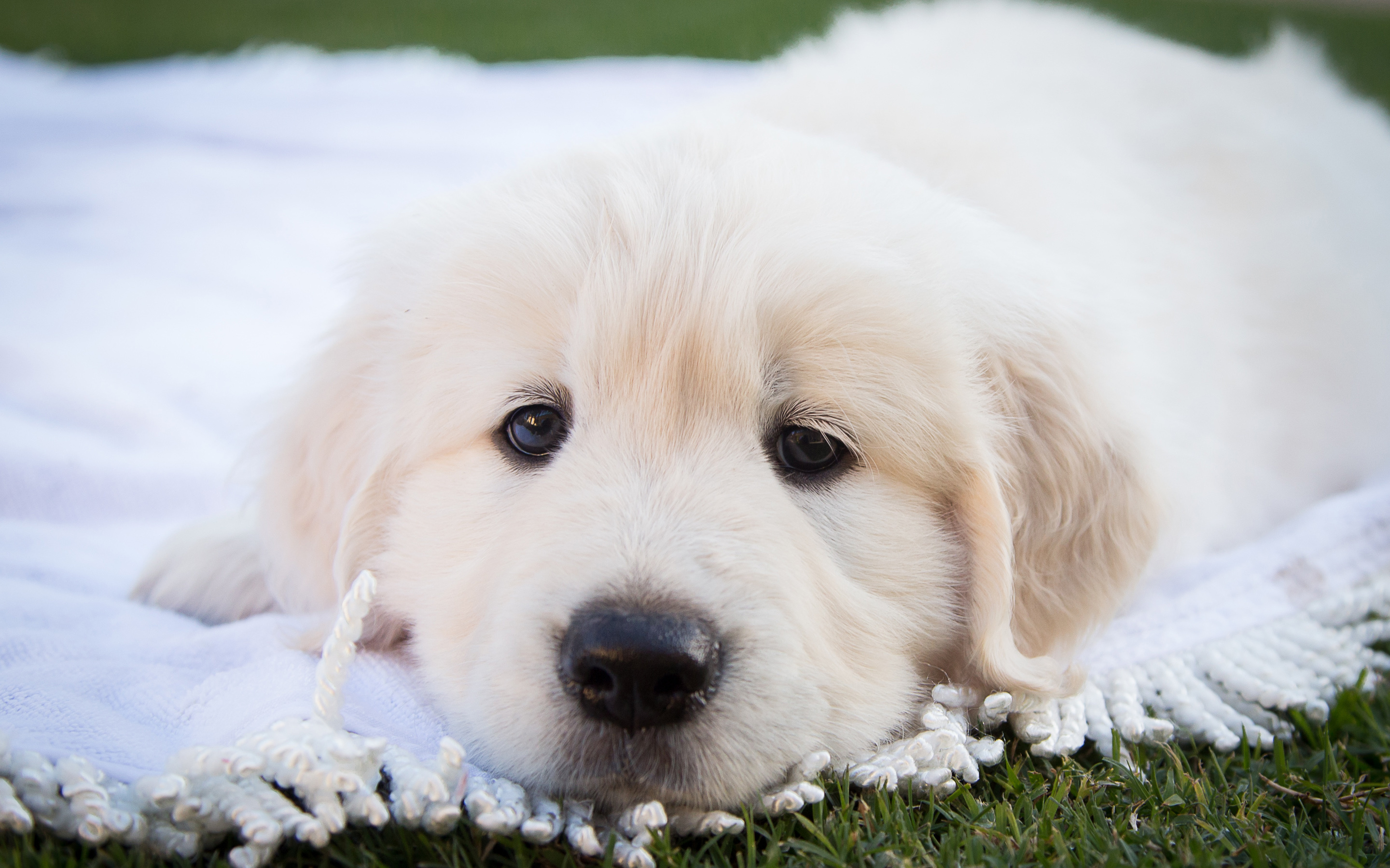 Great Pyrenees 4K, Cute Puppies, 2880x1800 HD Desktop