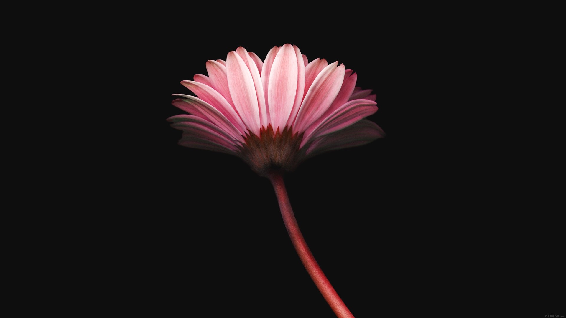 Pink gerbera daisy, Curved reddish flower stem, Solid black background, Full HD Desktop wallpaper