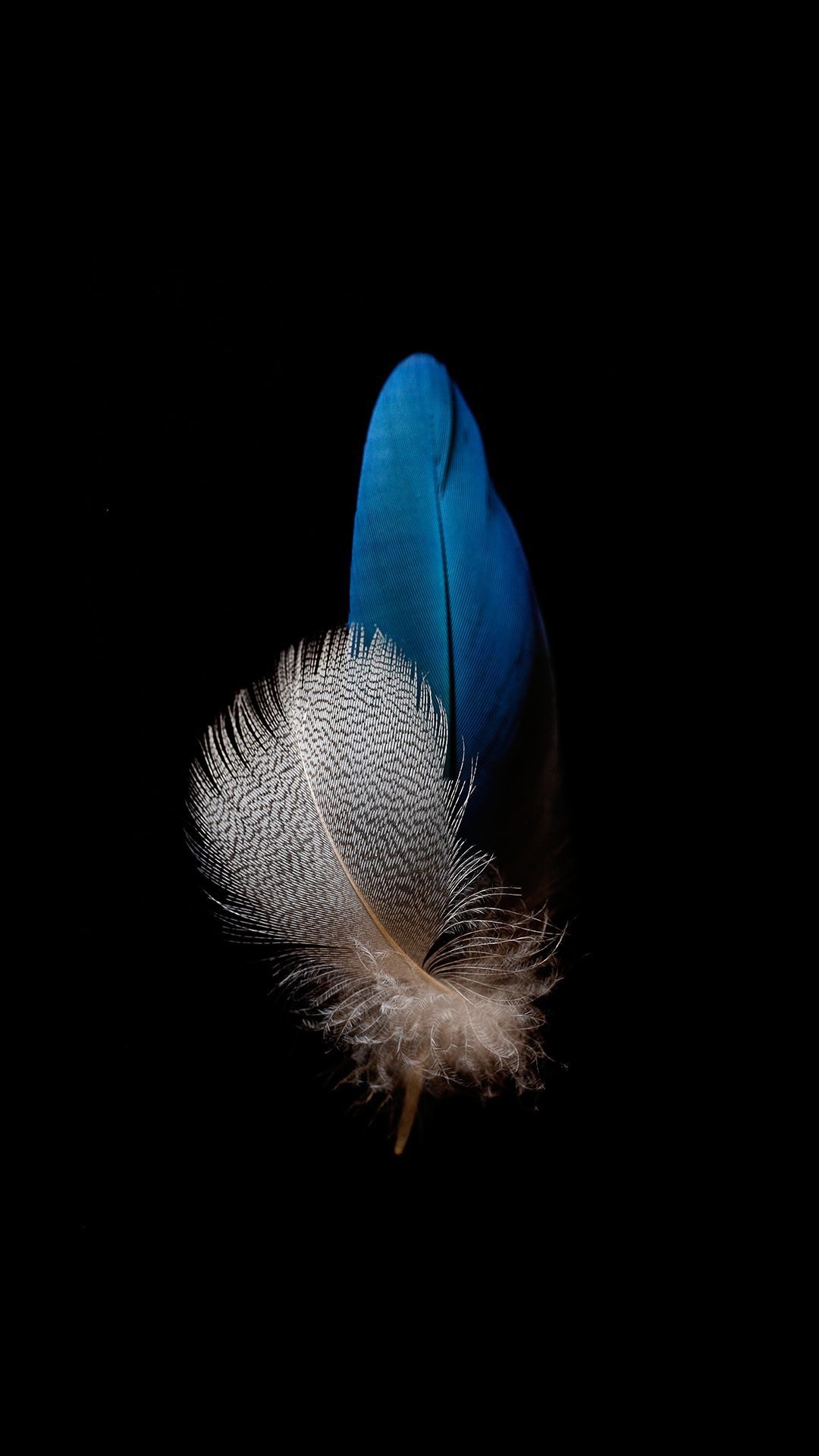 Black feather, Feather art, Feather beauty, Dark background, 1080x1920 Full HD Phone