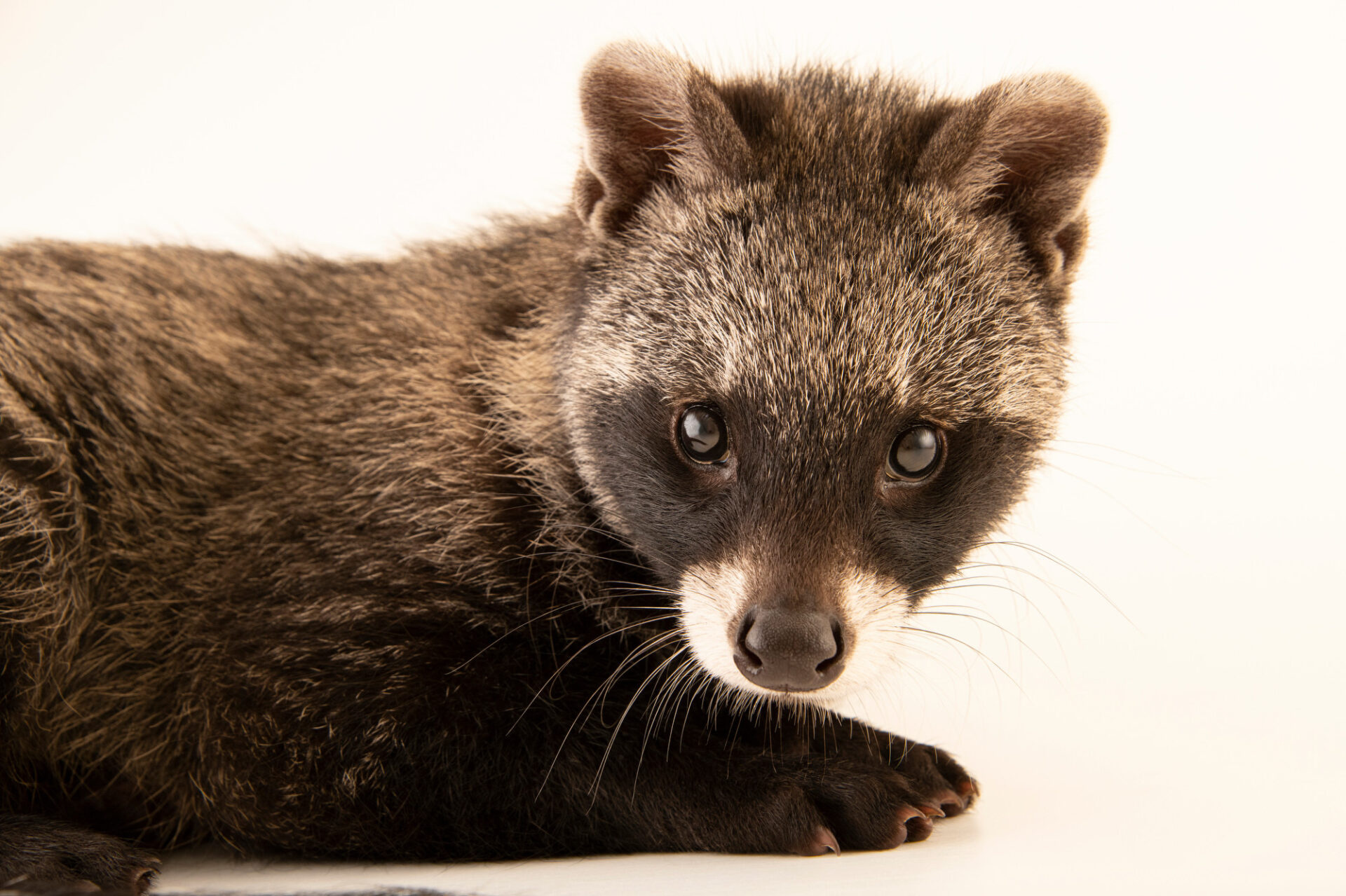 Joel Sartore, Animal portraiture, Civets, 1920x1280 HD Desktop