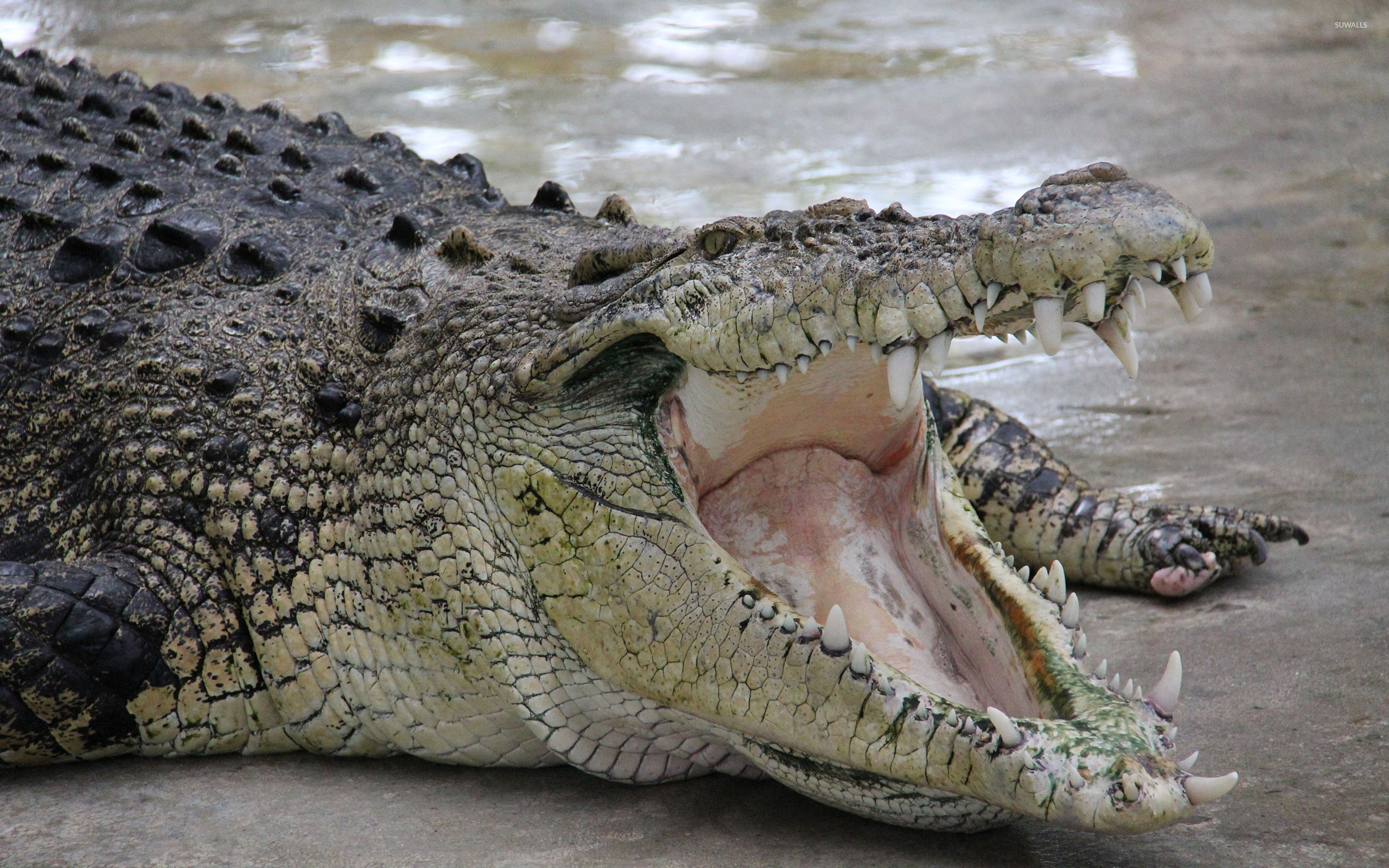 Crocodile, Ferocious jaws, Slithering reptile, Wildlife photography, 2560x1600 HD Desktop