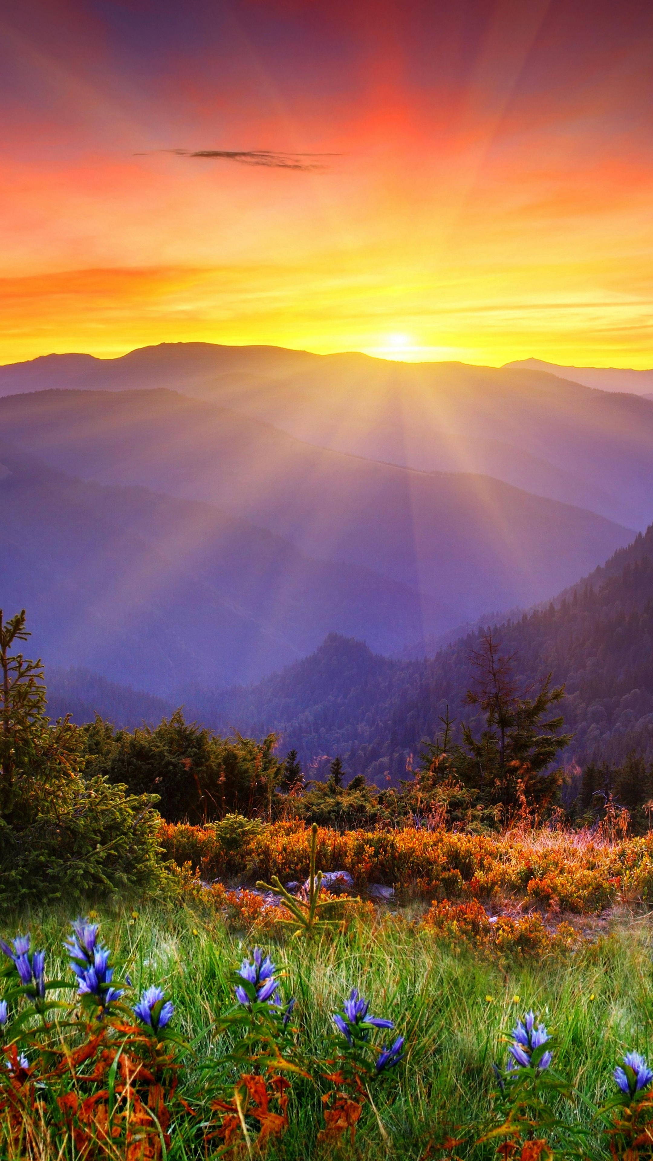 New Zealand 5K wallpaper, Mountain sunset, Flowers field, Nature beauty, 2160x3840 4K Phone