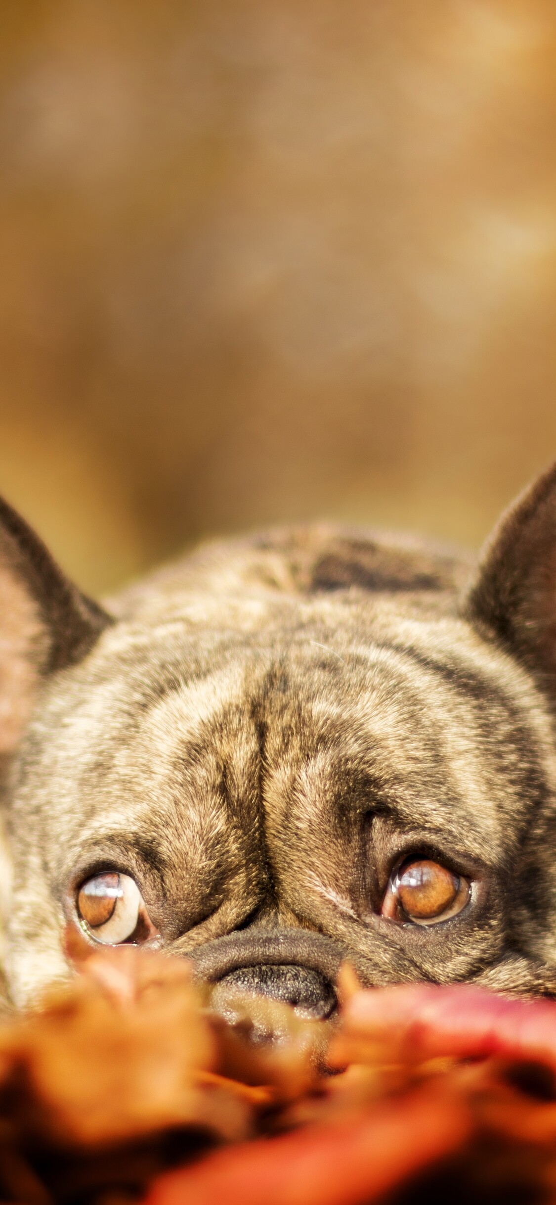 French Bulldog, Adorable pet, Playful companion, Loyal nature, 1130x2440 HD Phone