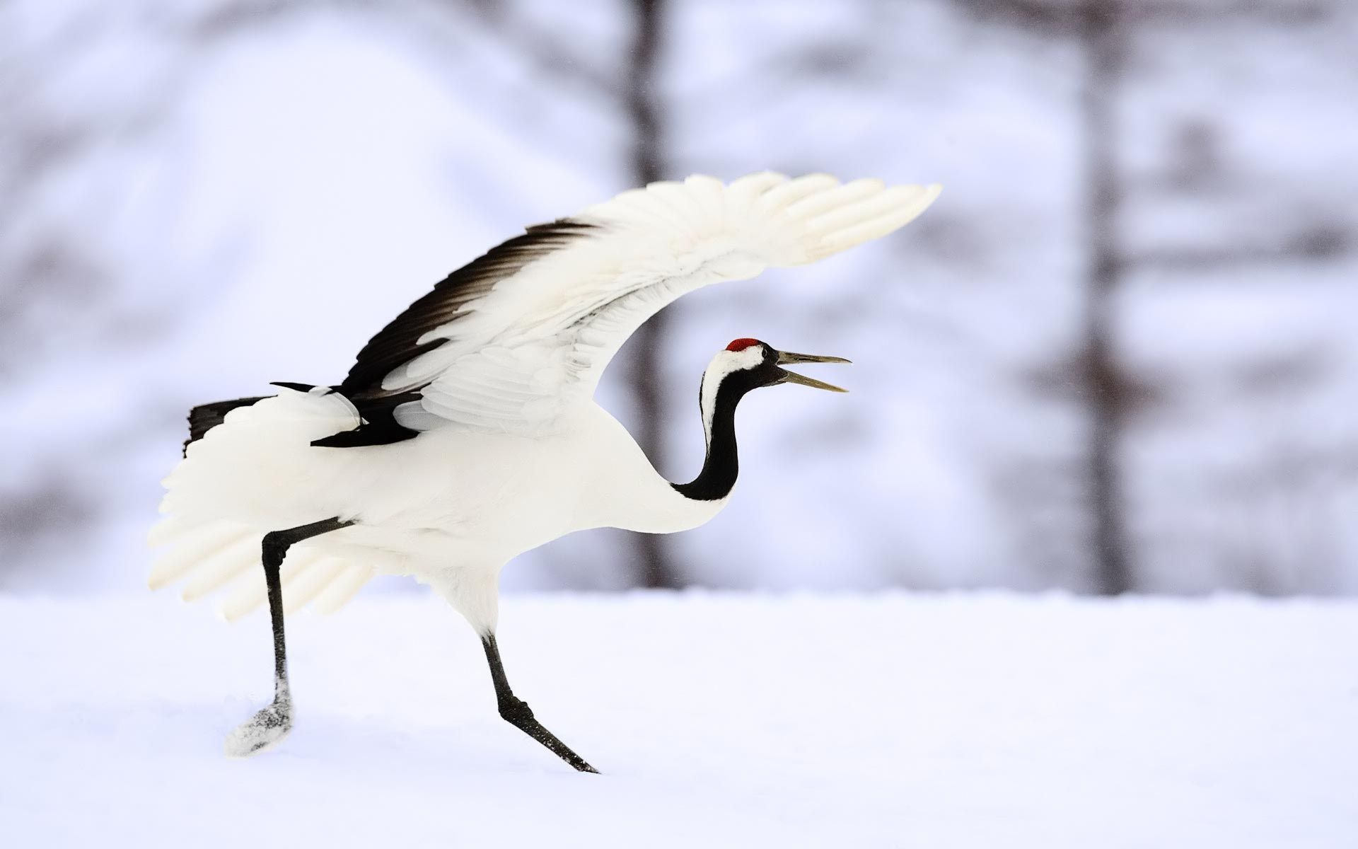 Lovely crane bird wallpaper, Animals, Wildlife, Animal photo, 1920x1200 HD Desktop
