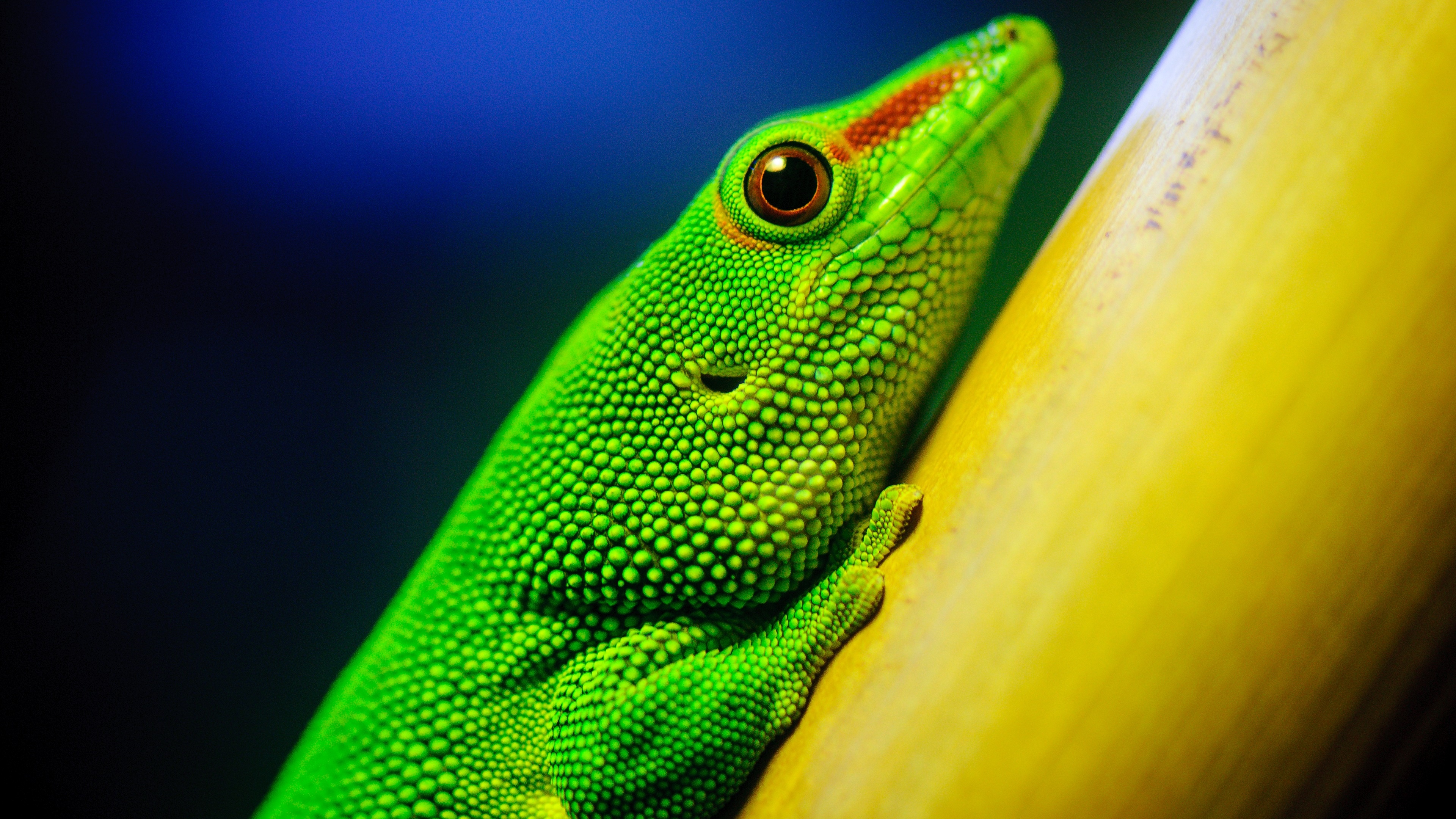 Phelsuma madagascariensis, Geckos Wallpaper, 3840x2160 4K Desktop