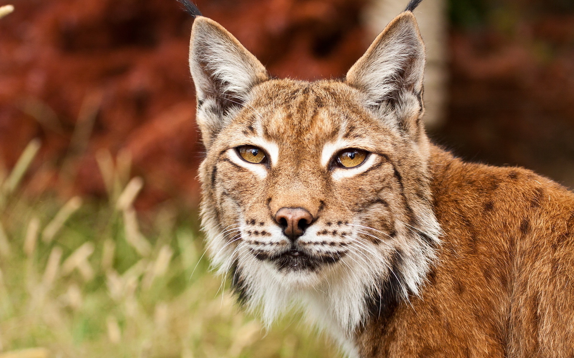 Red Lynx, Desktop wallpapers, Bobcat, 1920x1200 HD Desktop