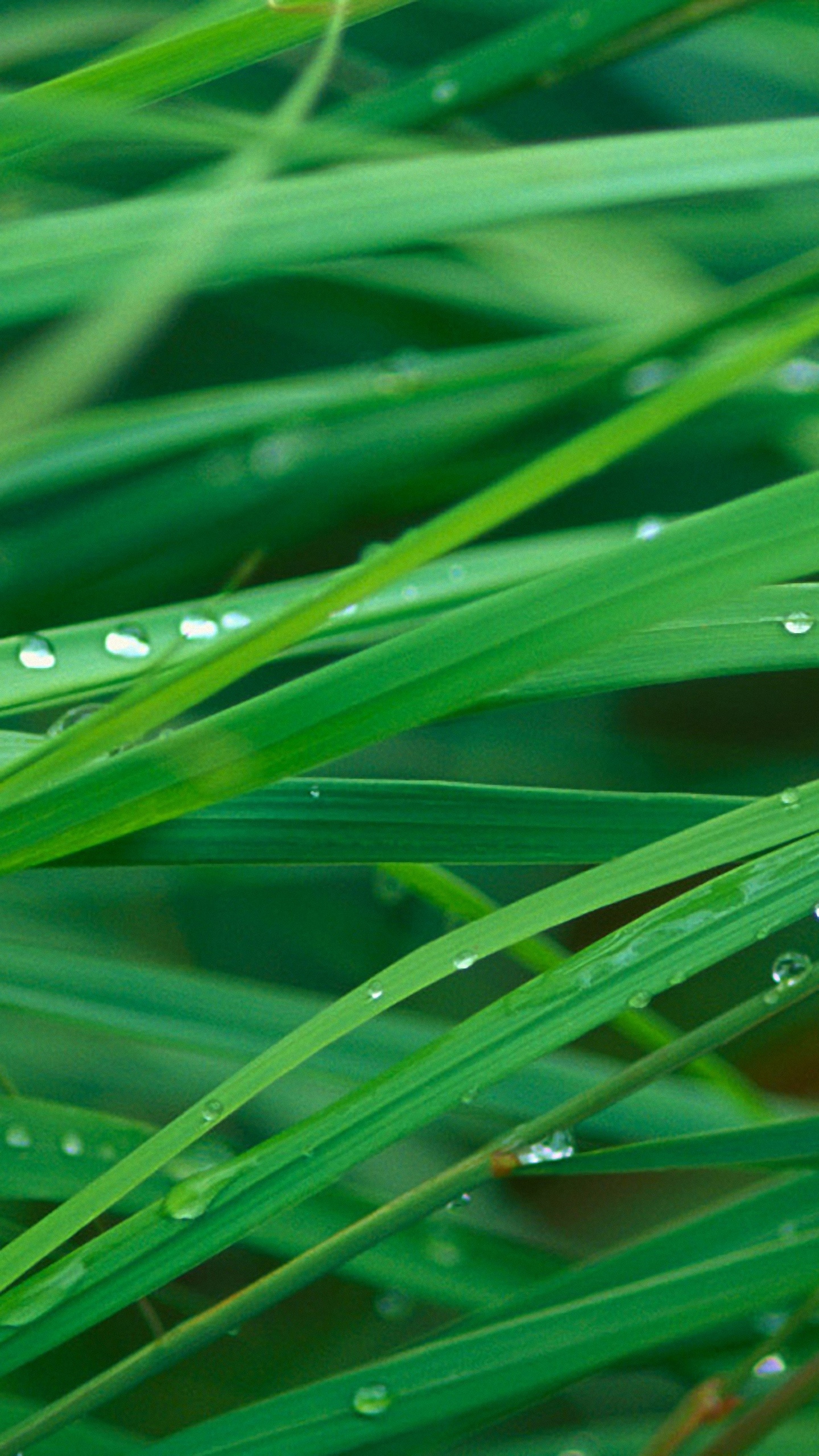 LG G3 HD grass, Leaf macro, LG G3 wallpapers, Vertical HD, 1440x2560 HD Phone