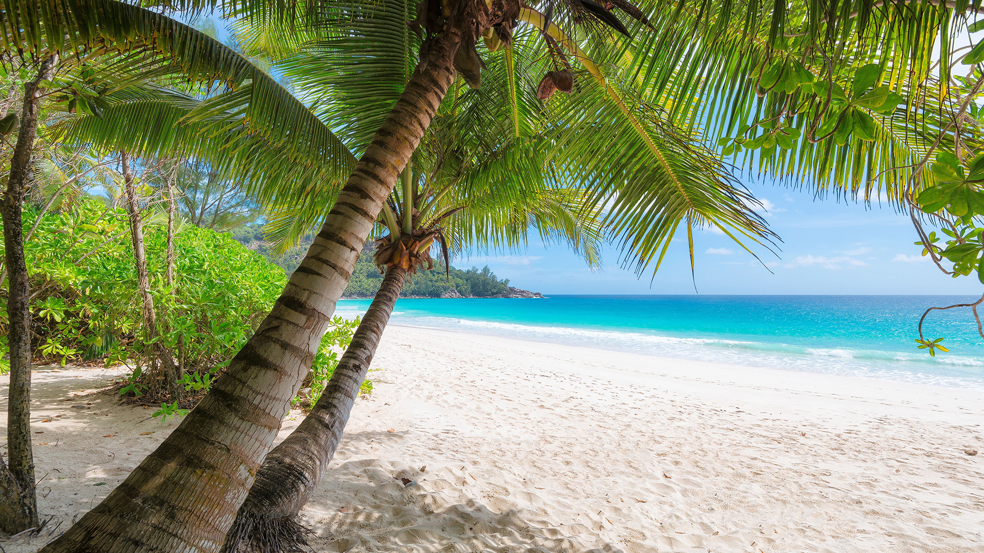 Leaning coconut palm tree, Tropical white sand beach, Turquoise ocean water, Full HD Desktop wallpaper