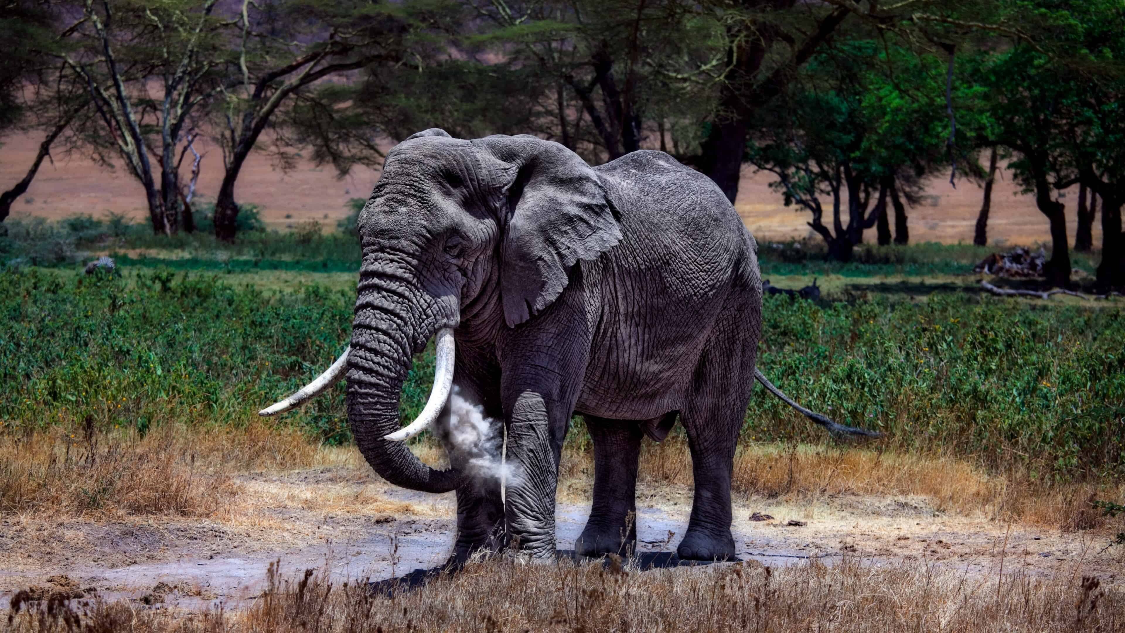 Serengeti National Park, Elephants Wallpaper, 3840x2160 4K Desktop